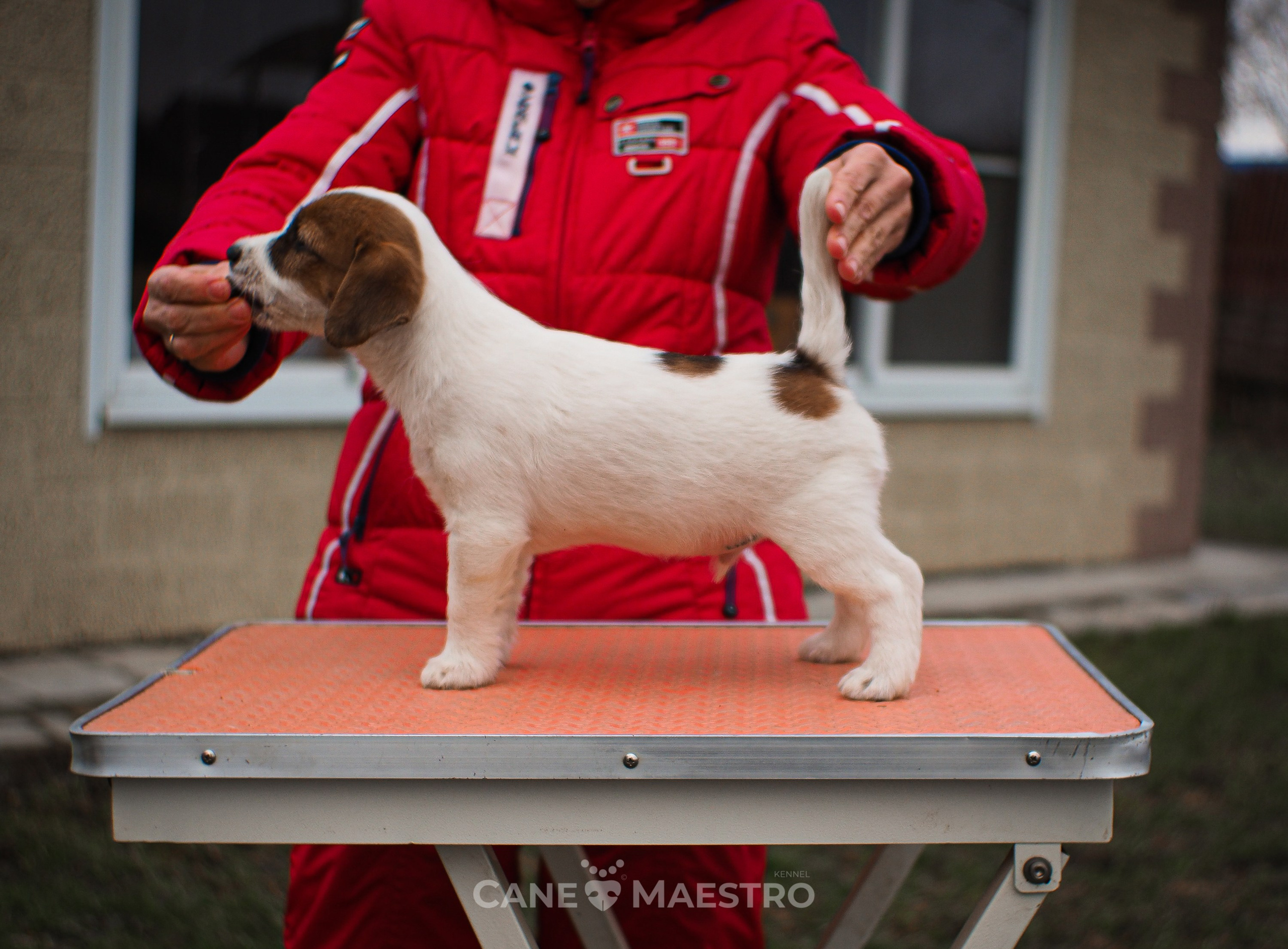 3КОБЛ_СНЕГОВИК. CANE MAESTRO — kennel Jack Russell Terrier