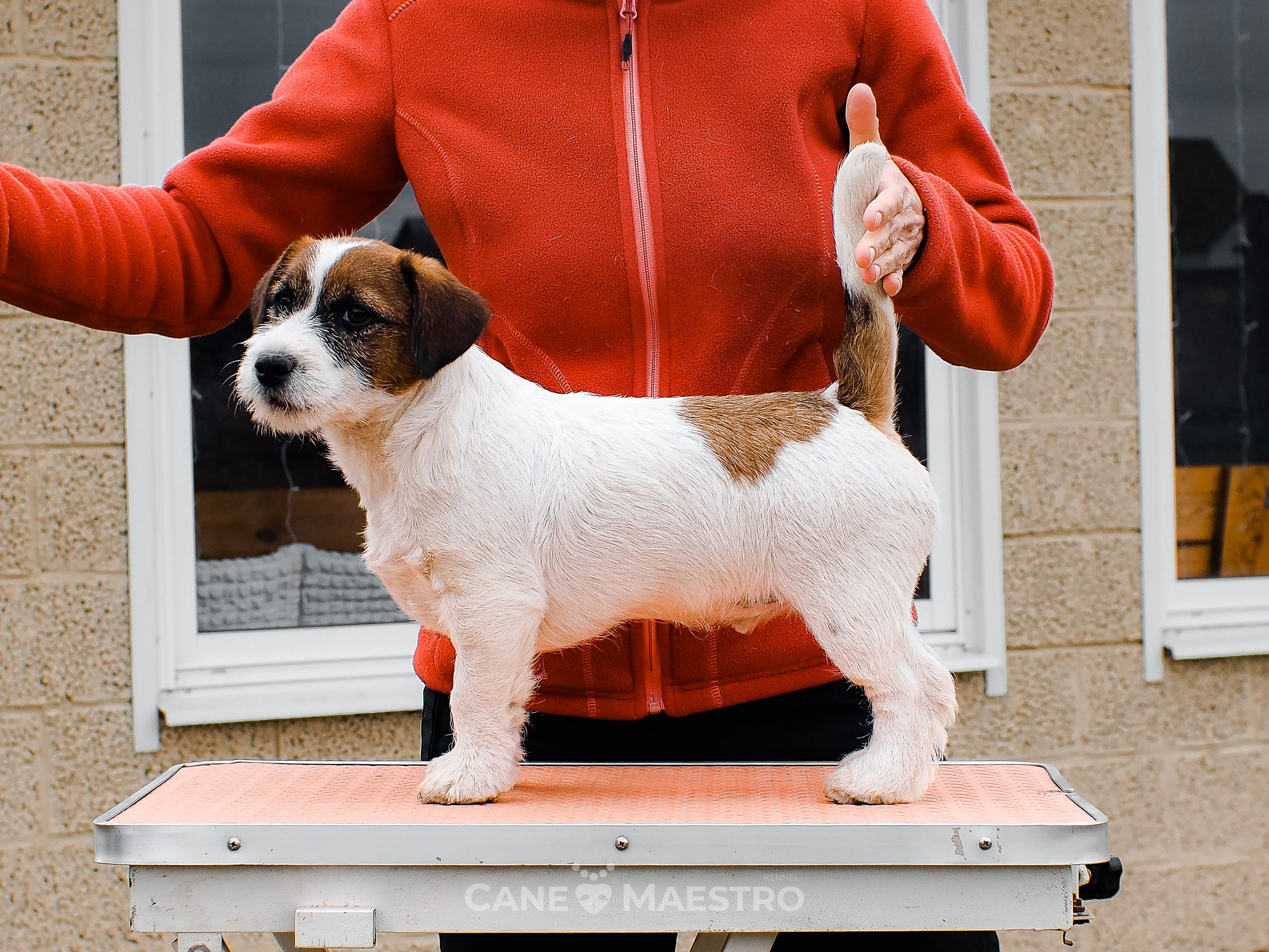 Мальчик 2. Кобель бело-рыжий. Джек рассел терьер щенок. КАНЕ МАЭСТРО — питомник Джек рассел терьеров