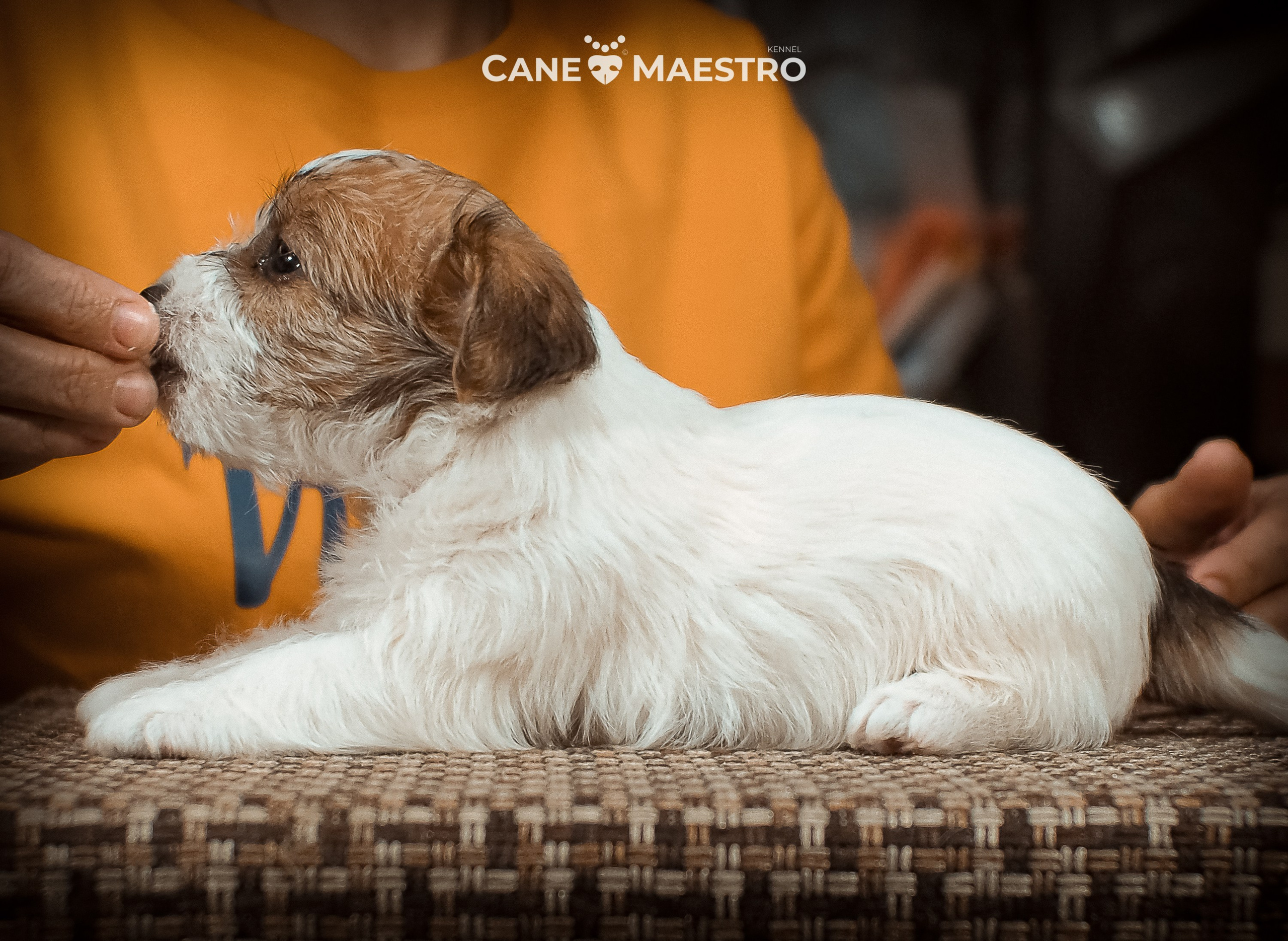 КОБ_2_Б_21_01_25. CANE MAESTRO — kennel Jack Russell Terrier