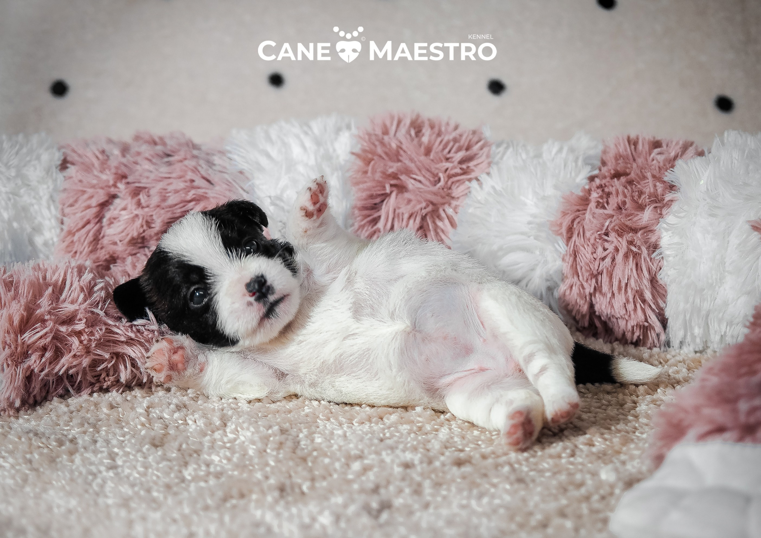 Бело-черная красавица джек-рассел-терьер. КАНЕ МАЭСТРО — питомник Джек рассел терьеров