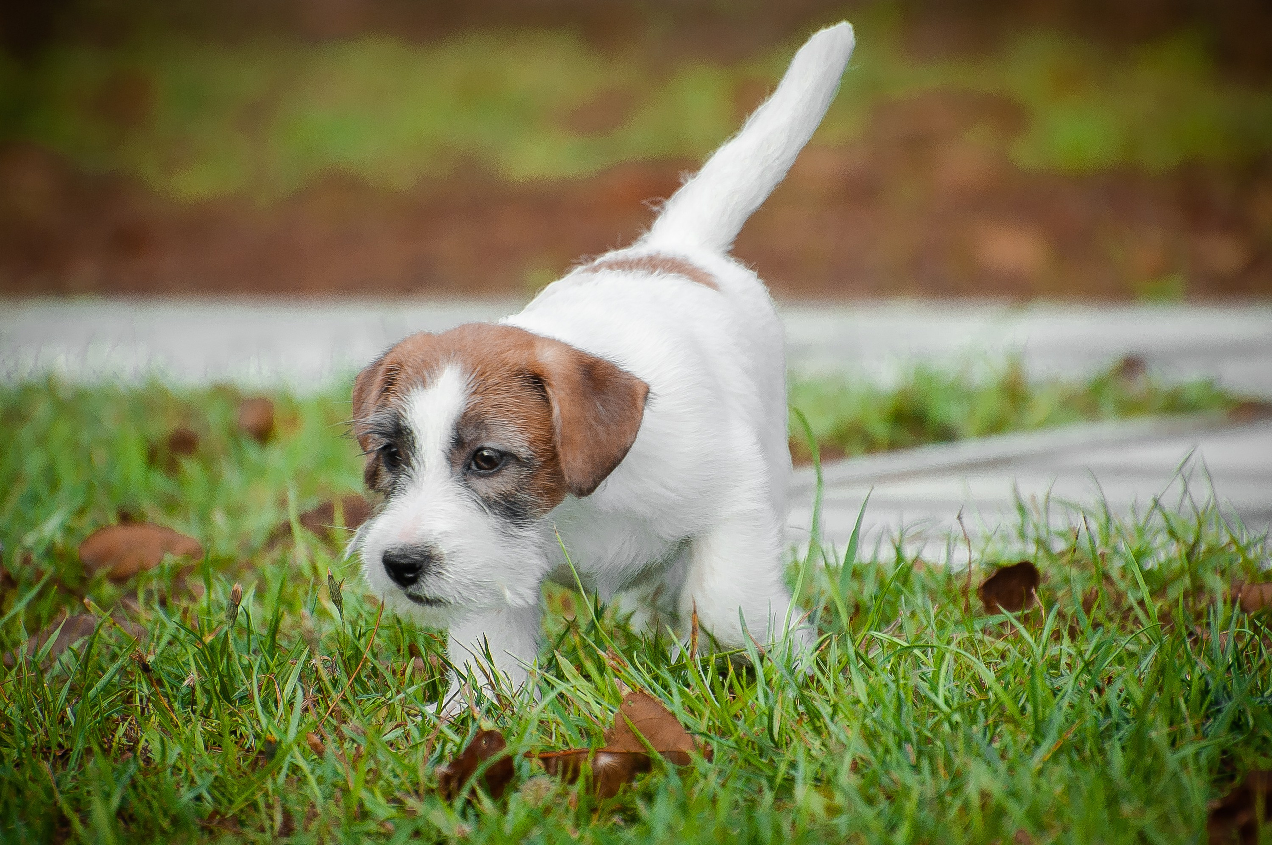 Щенок кобель ДРТ. КАНЕ МАЭСТРО — питомник Джек рассел терьеров