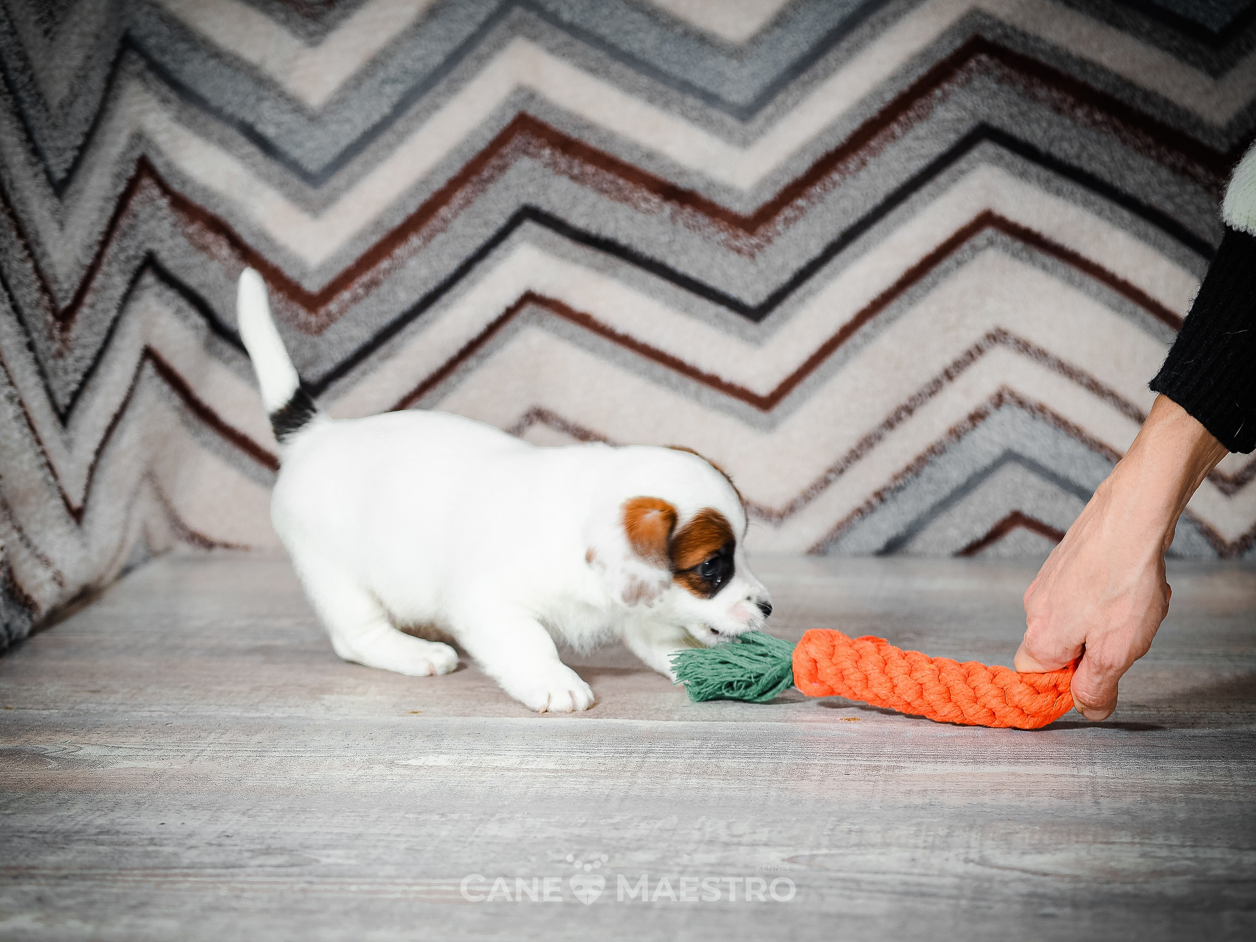 1КОБЛ_МОНОКЛЬ_Ц_ЛИТТЕР. CANE MAESTRO — kennel Jack Russell Terrier