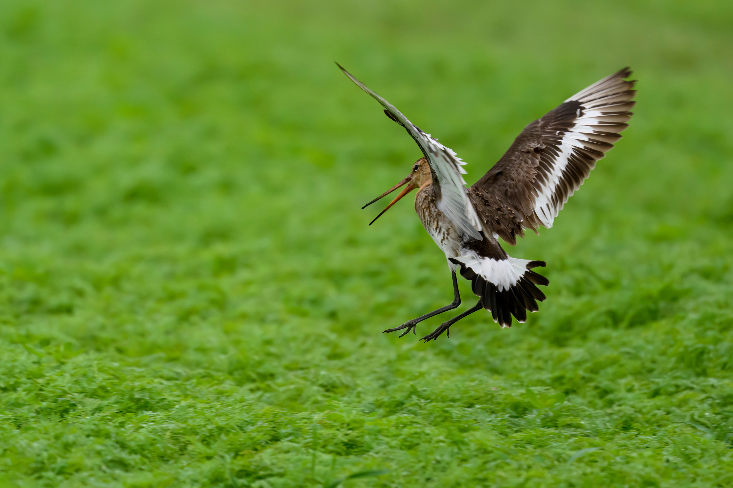 Веретенник. Фотограф Сергей Пупонин