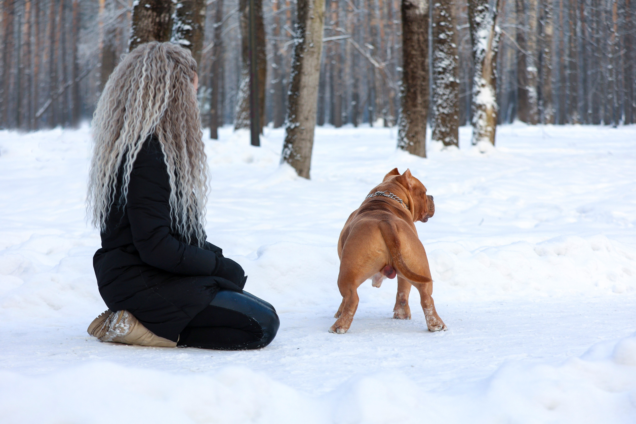 Американский булли!. Фотограф 📸 семейный, предметный, репортажный