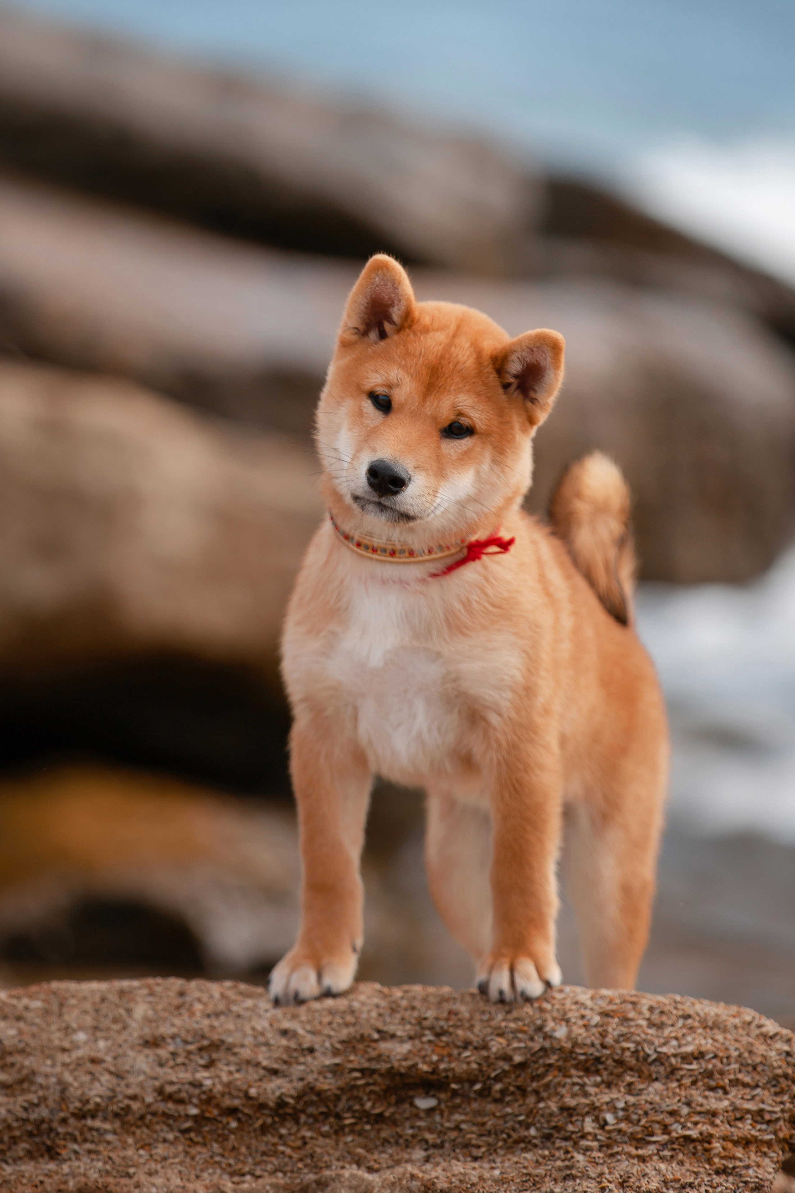 Фотосъёмка щенков. Фотограф-анималист в Краснодаре Маша Мельникова