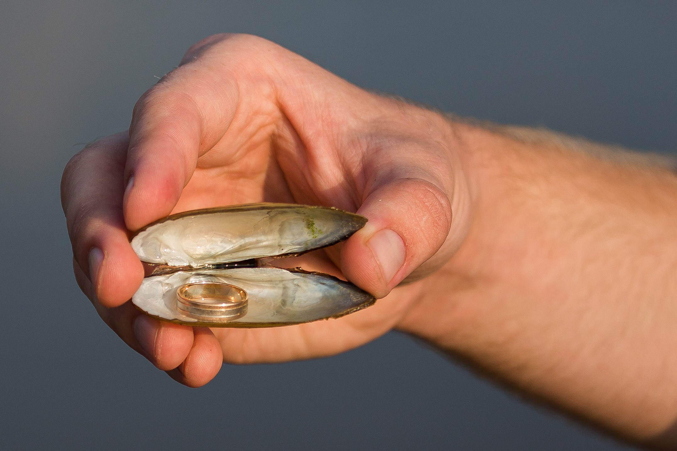 обручальное кольцо лежит в ракушке