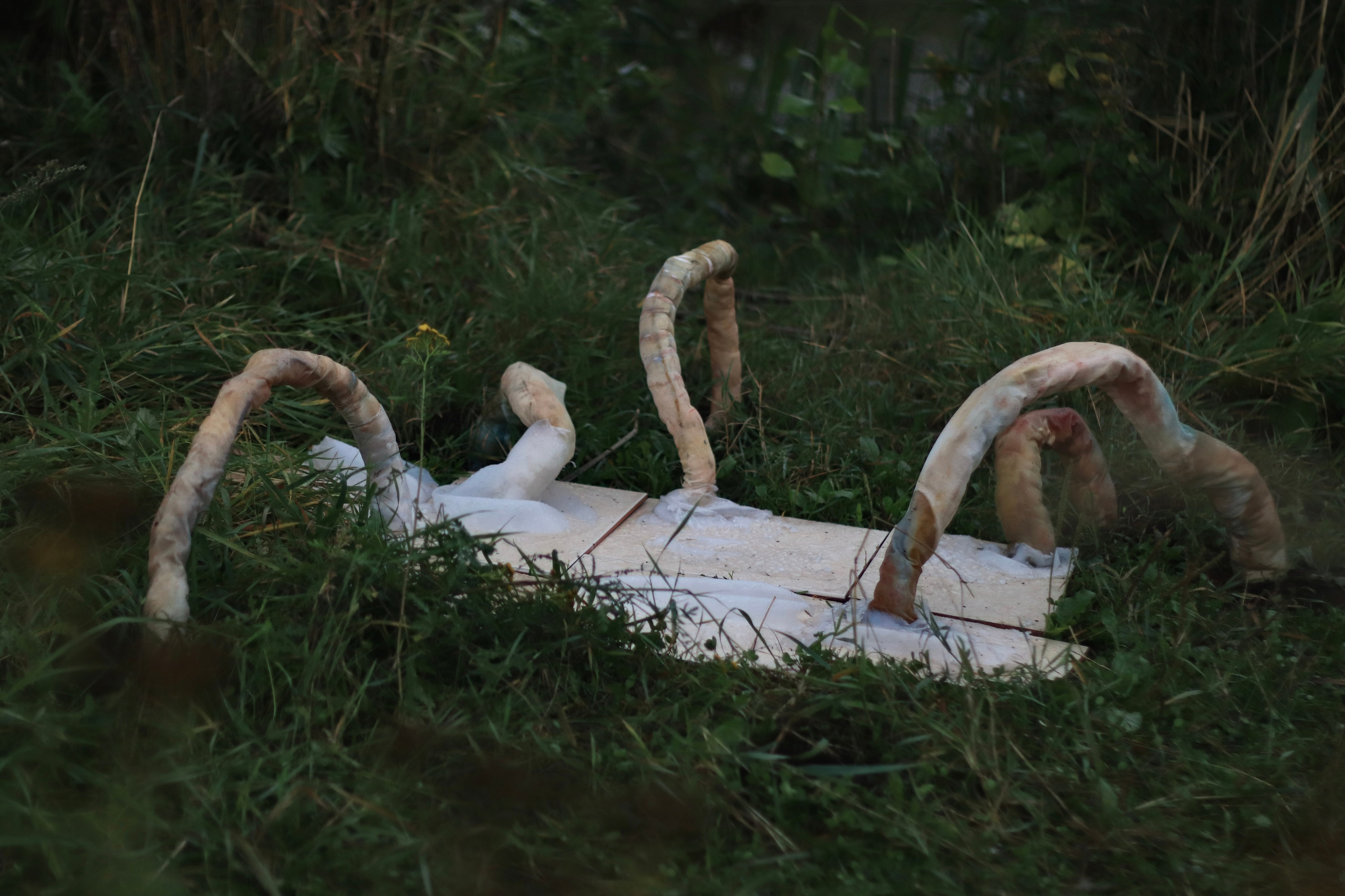 Эволюция непрерывно идет под знаком приспособления: инсталляция. Художница Софья Григорьева