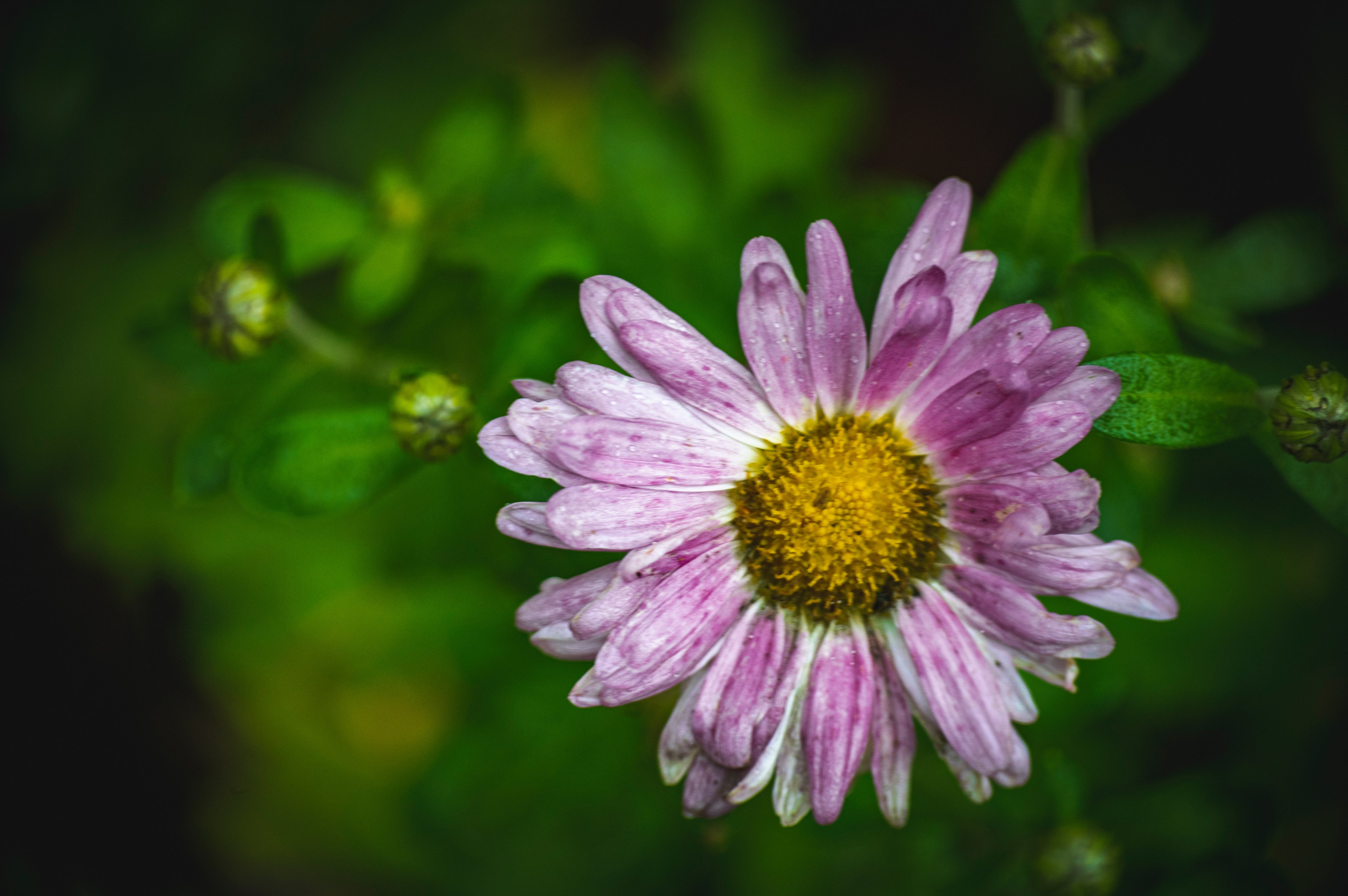 Фотопрогулка ДР. Фотограф Роман Адлер