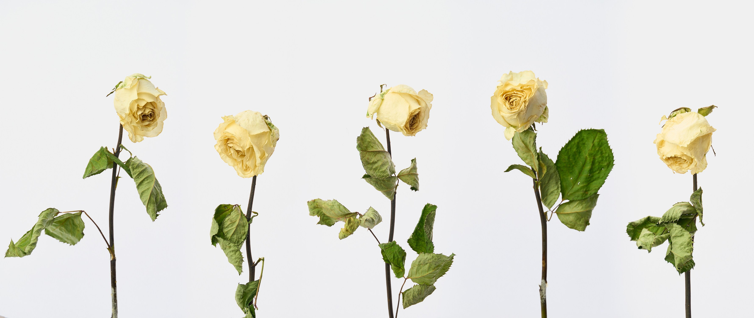 Photographer Pavel Romashchenko