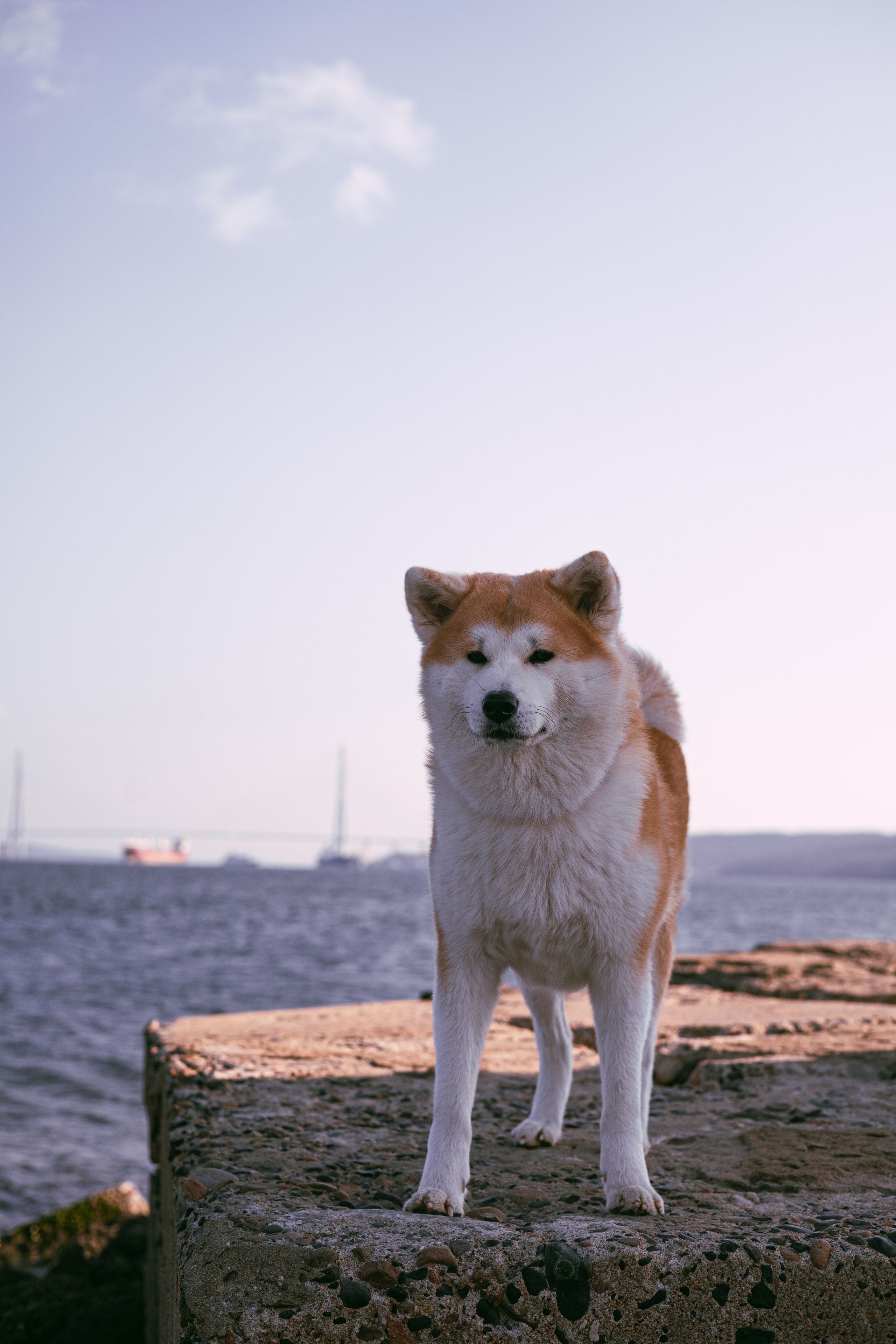 Мария и Бейла. Фотограф — анималист Владивосток, Алина