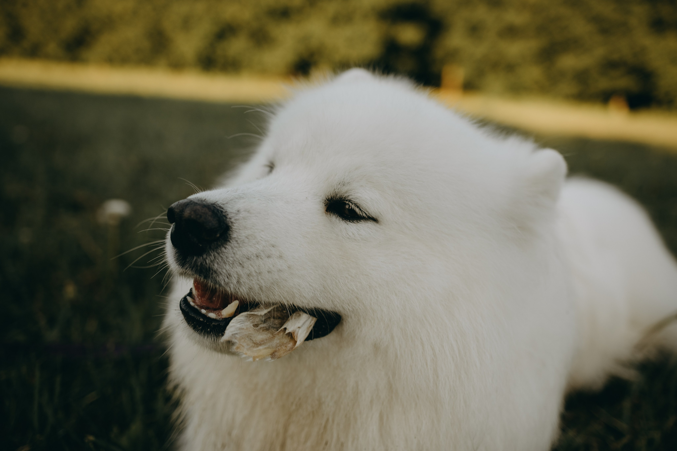 Танго и его семья. Фотограф — Анималист | Санкт-Петербург