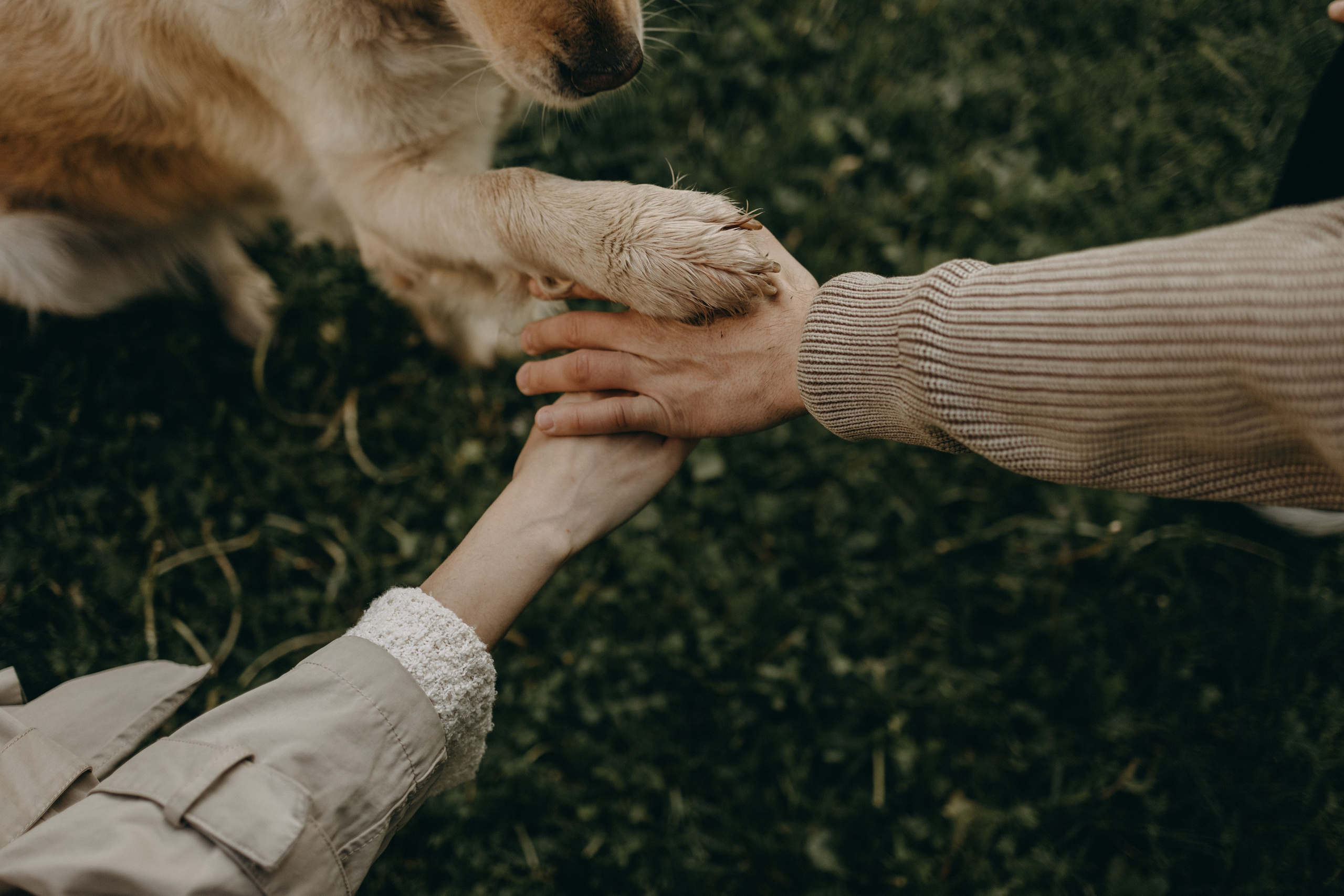 Пенни и ребята. Фотограф — Анималист | Санкт-Петербург