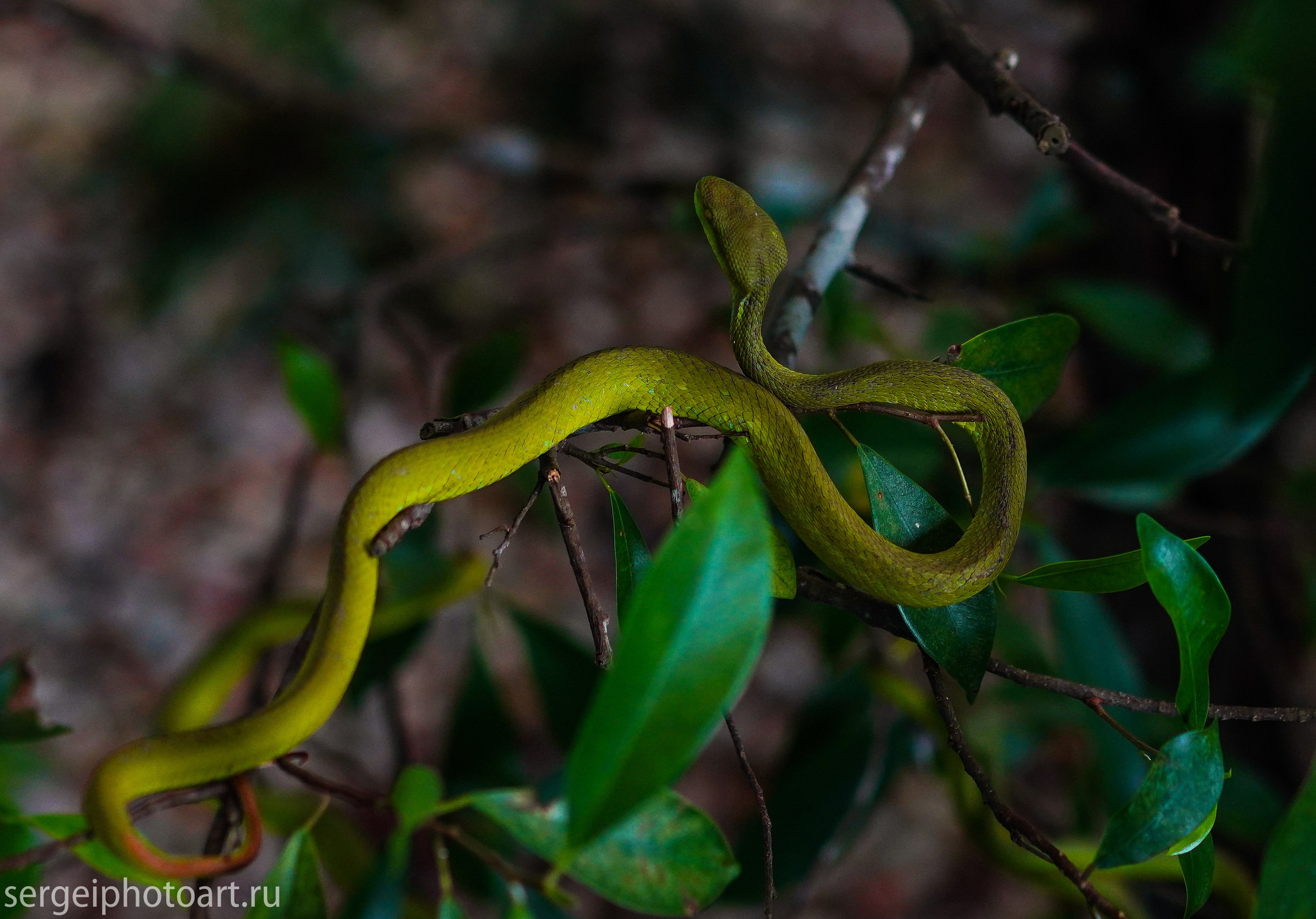 Остров Фукуок, Вьетнам. Фотограф Сергей Кишкель Дананг Нячанг Фукуок