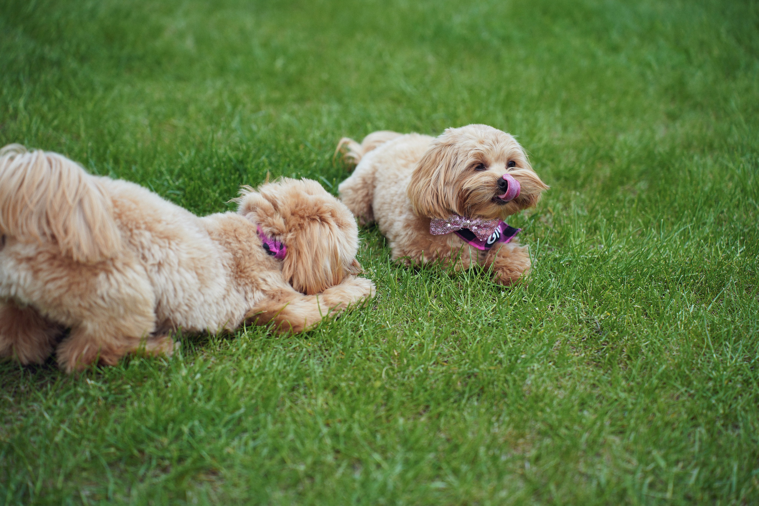 День Рождения Екатерина. Фотограф