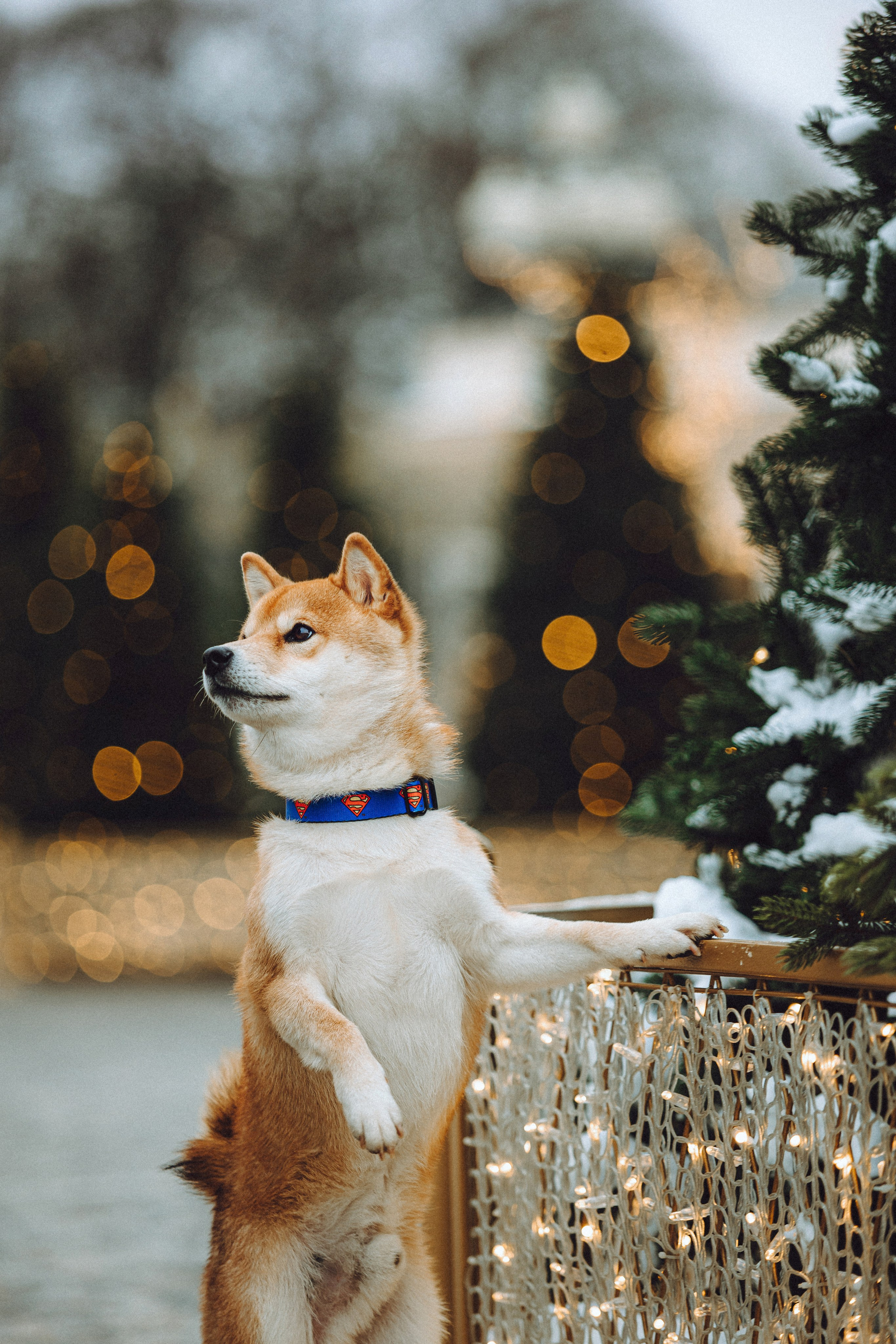 Настя и Ронин