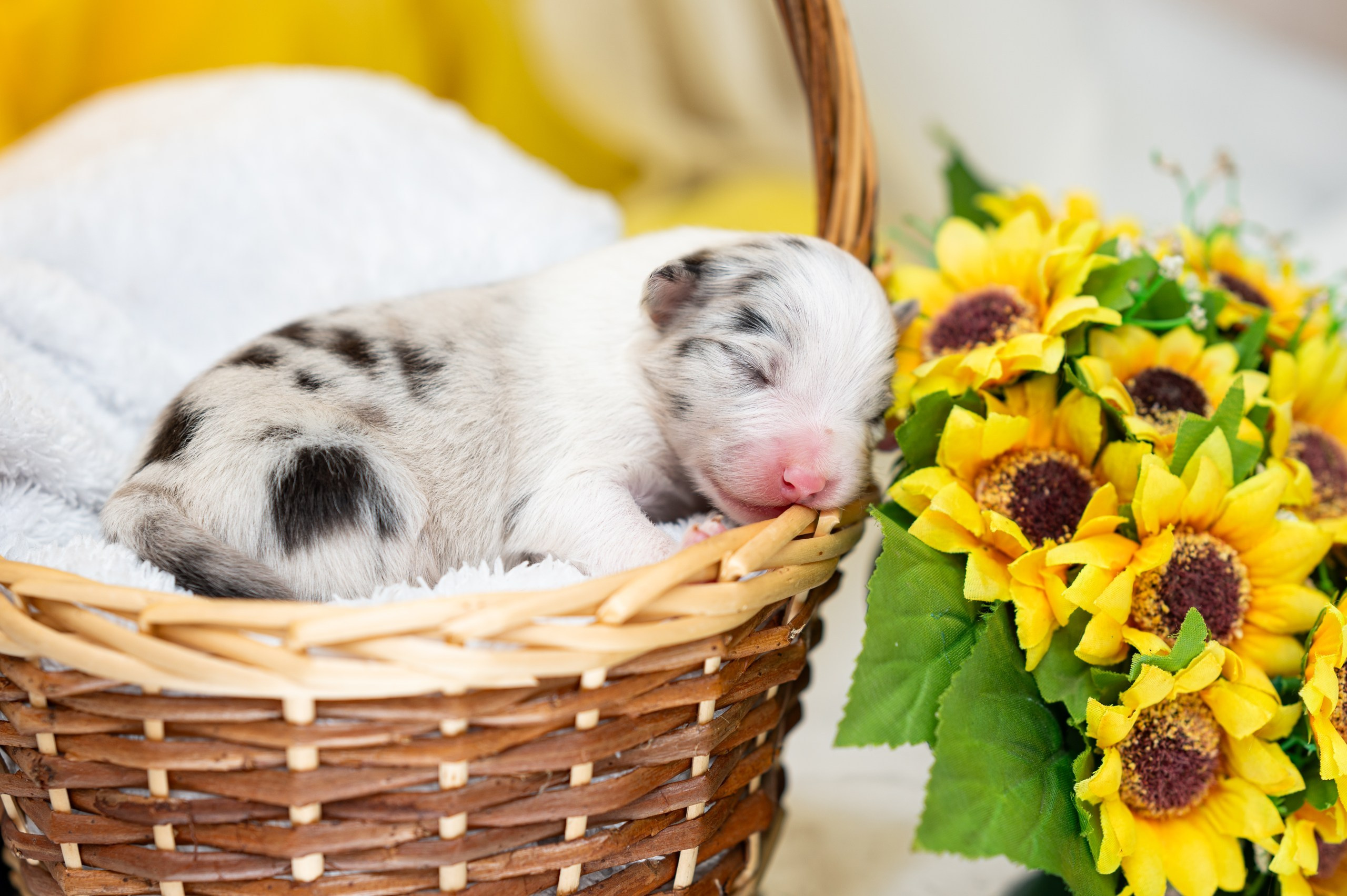 Заводчик Влада Эльман. Творческий фотограф Вологда