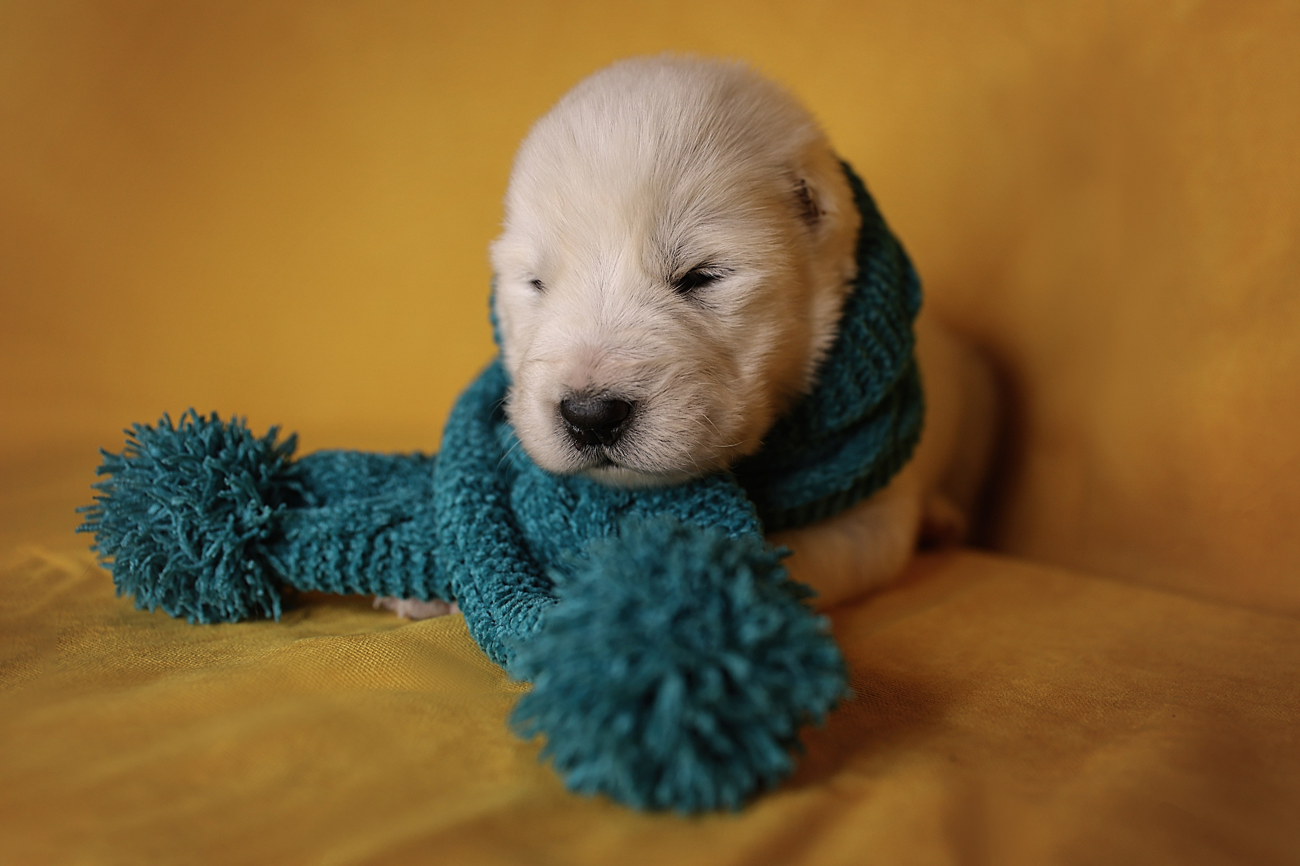 В СТУДИИ. Фотограф-АниМалист Анна Абрамова