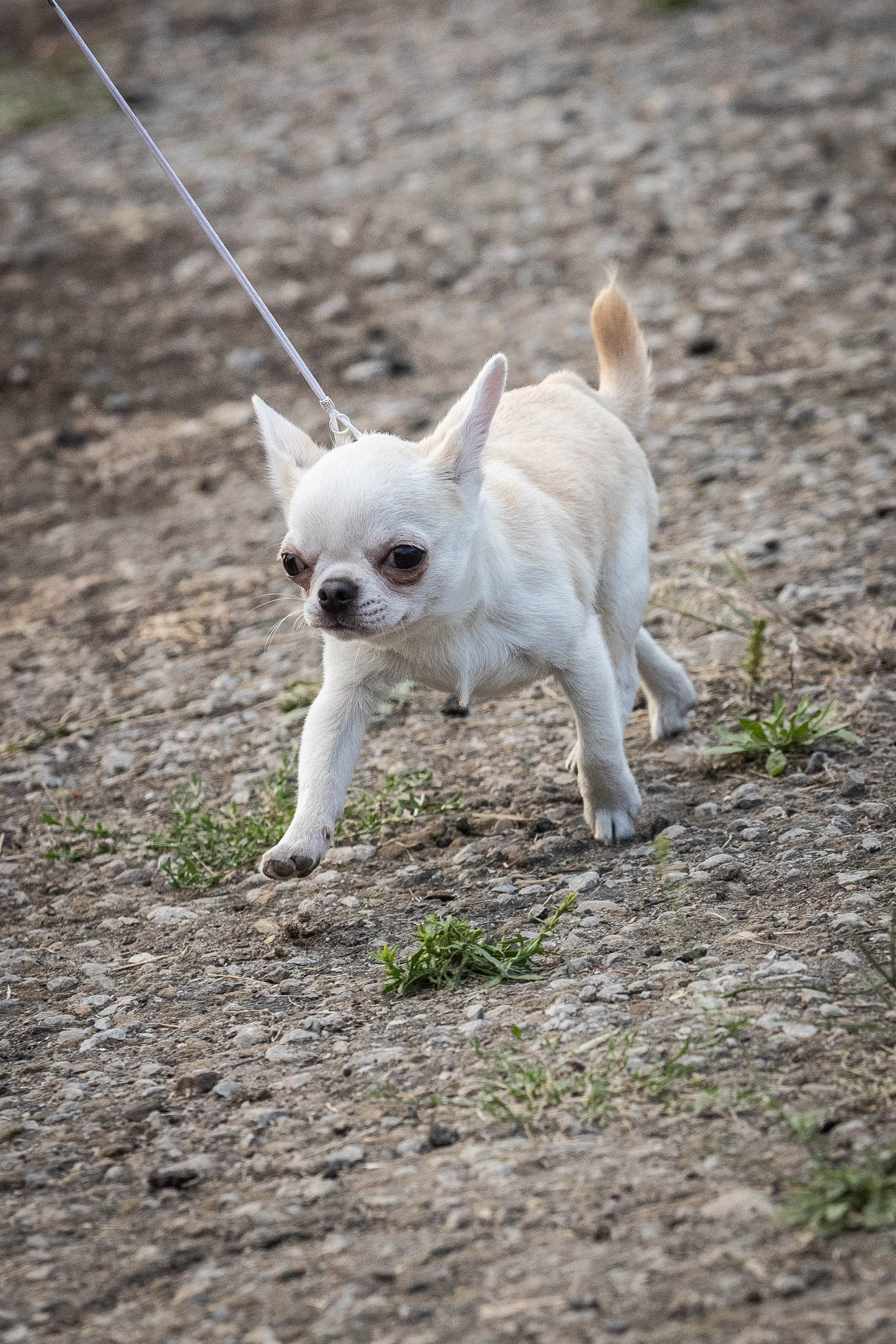 Репортаж (фото с выставок). Фотограф-АниМалист Анна Абрамова