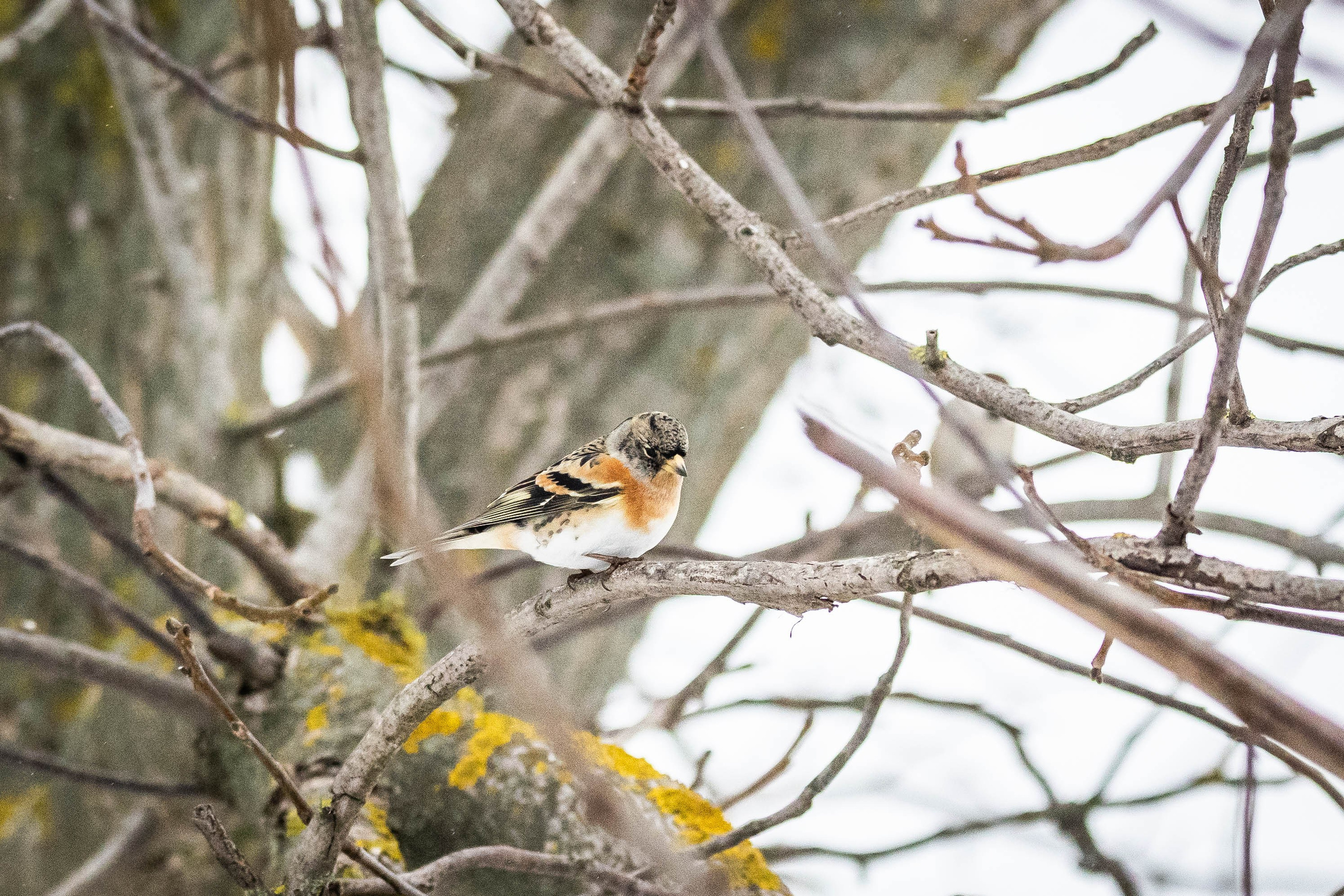 Дикий животный мир. Фотограф-АниМалист Анна Абрамова
