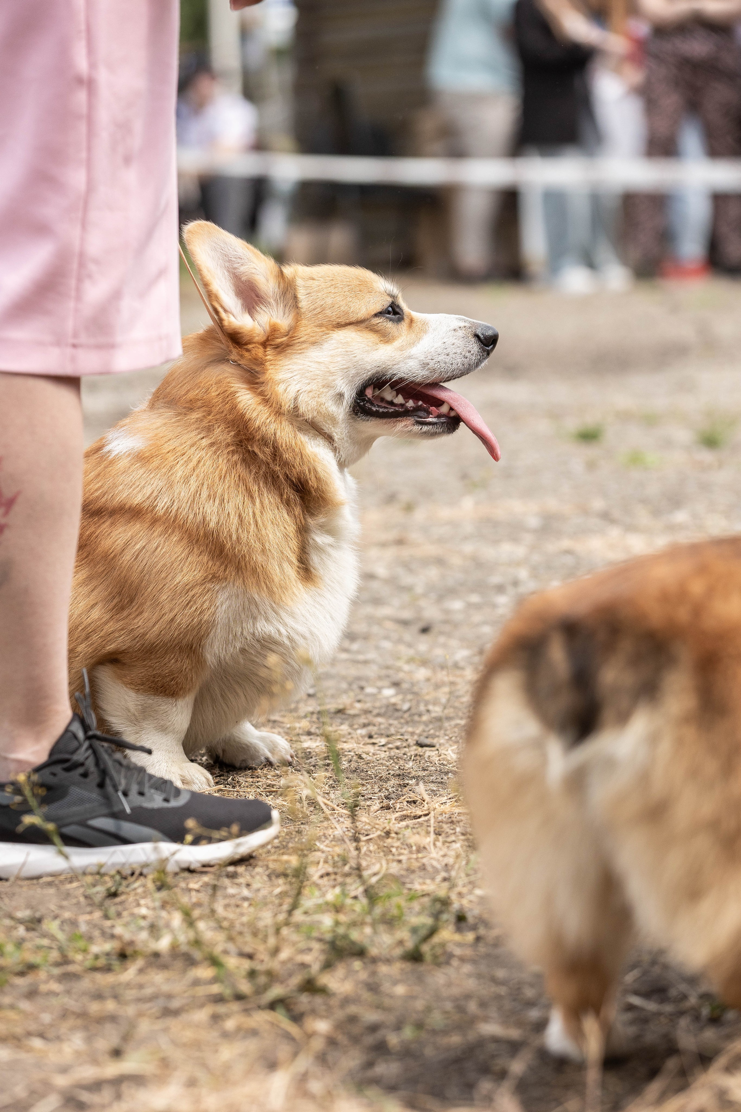 Репортаж (фото с выставок). Фотограф-АниМалист Анна Абрамова