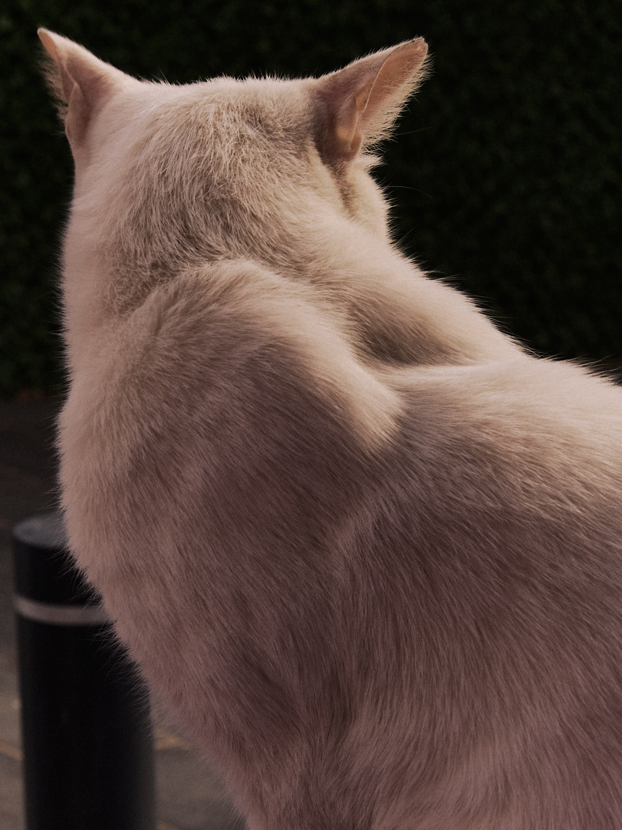 Диптих. Jorgis — фотограф в Хургаде / обучение фотографии