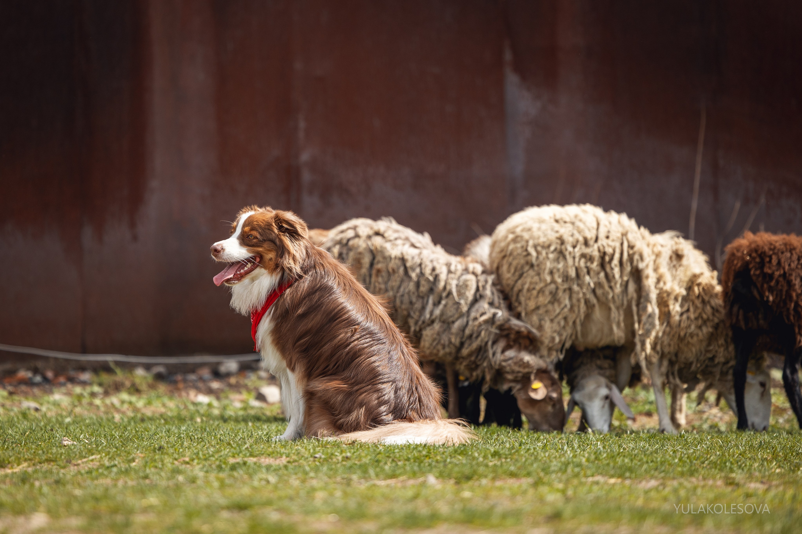 Аусси день 15.05.2024. YULA KOLESOVA | Фотограф — Анималист | Художник | Тюмень