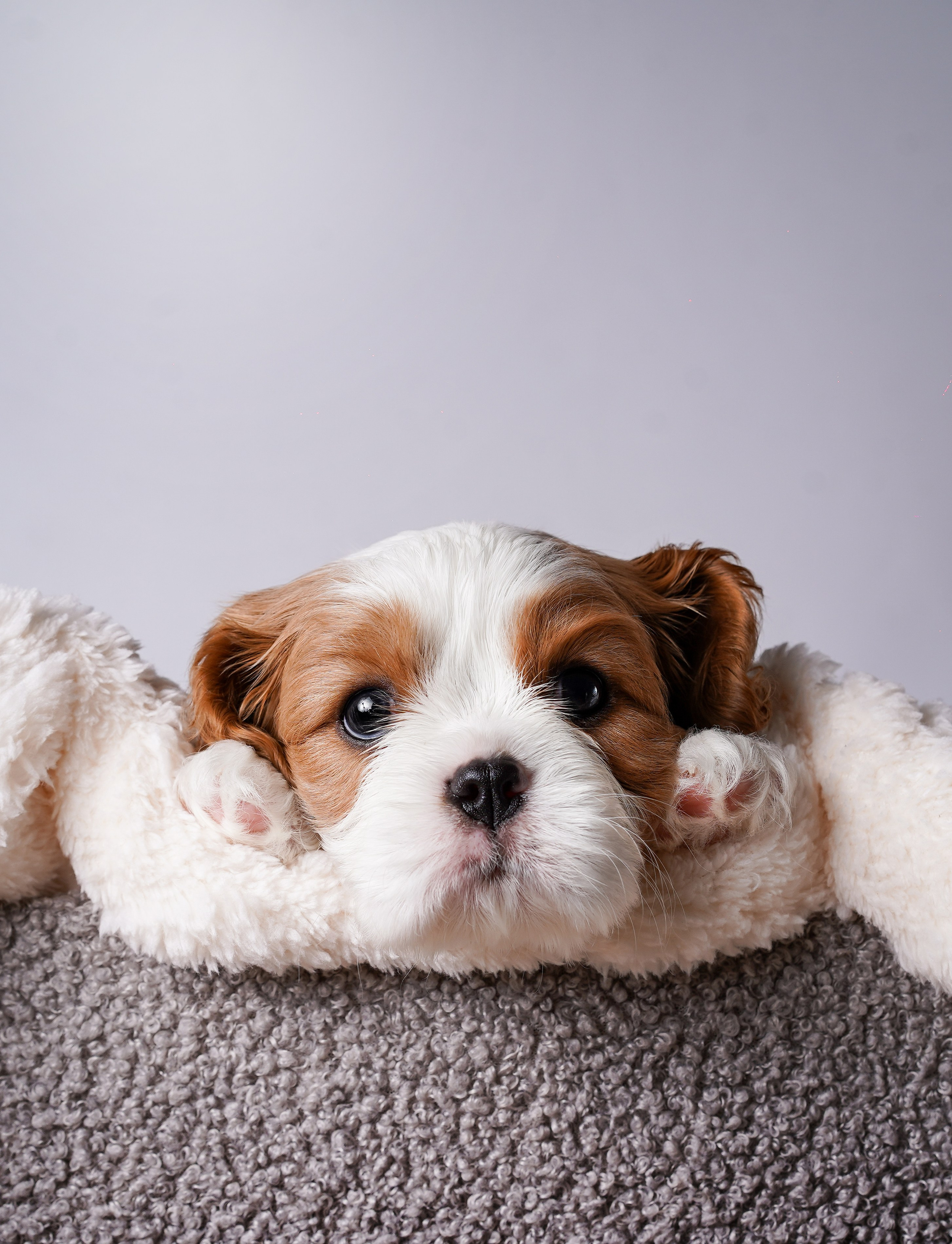 Щенки кавалер кинг чарльз спаниеля. Фотограф-анималист в Санкт-Петербурге Яна Мартынова