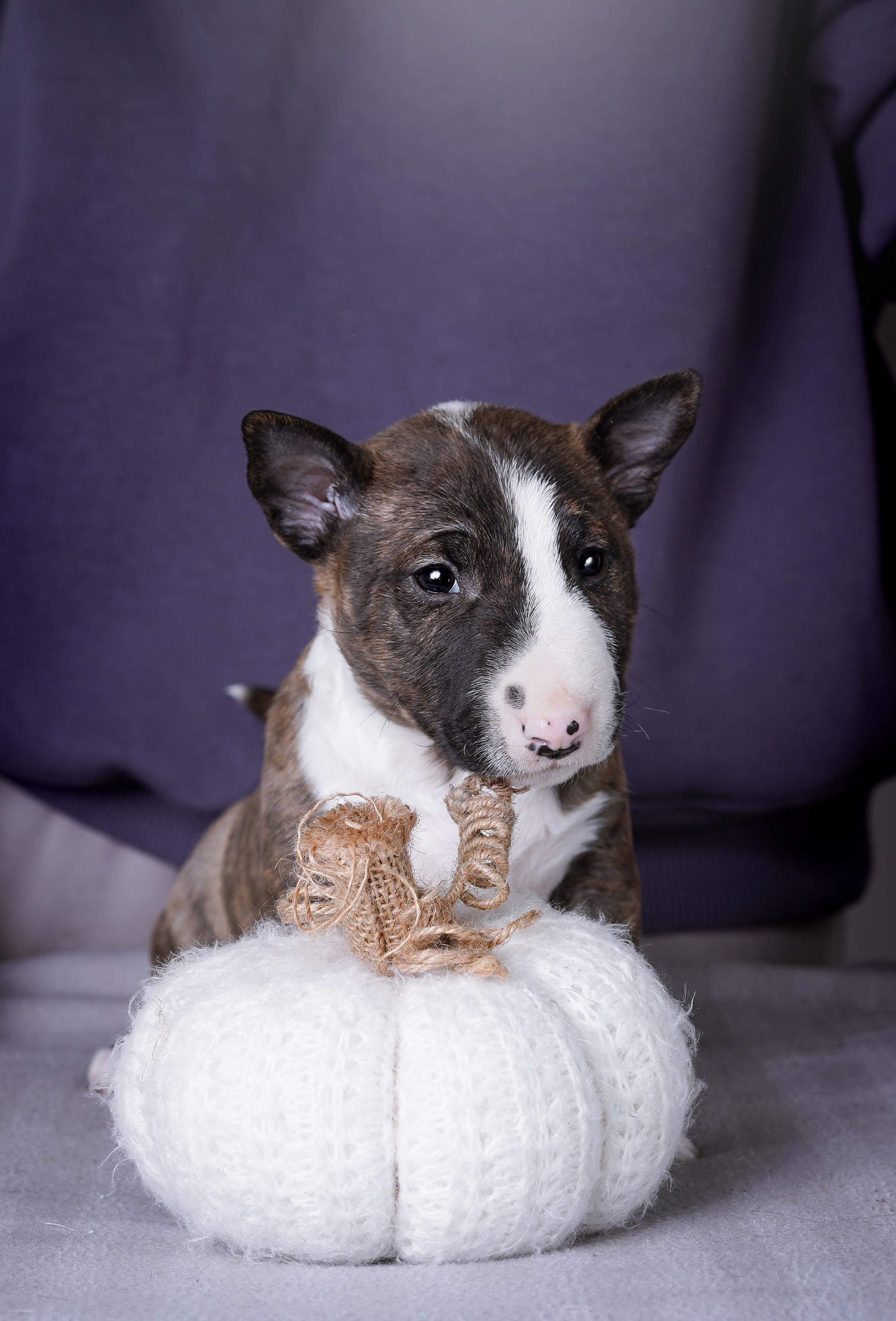Щенки минибуля. Фотограф-анималист в Санкт-Петербурге Яна Мартынова
