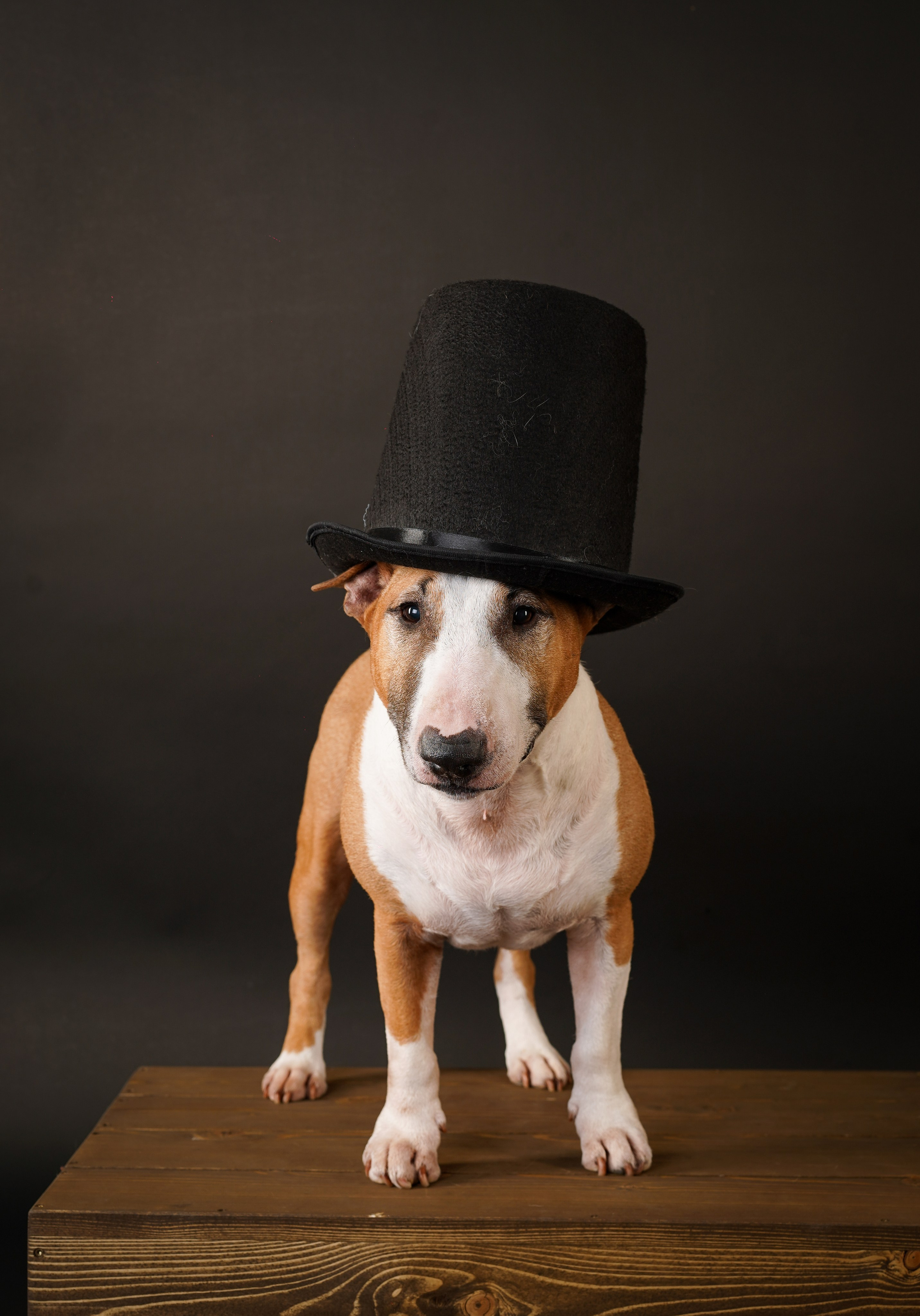 Юни и Панда. Фотограф-анималист в Санкт-Петербурге Яна Мартынова