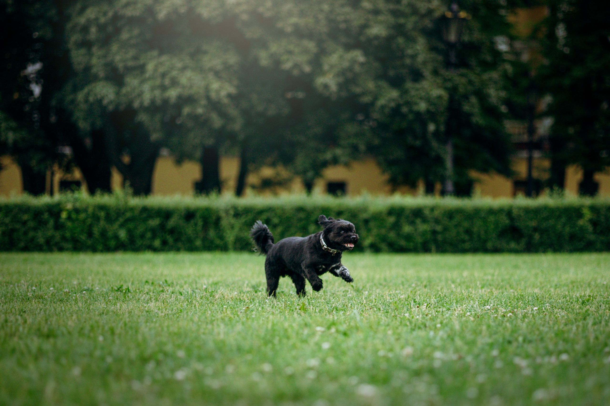 Даша и Борис. Фотограф — Анималист | Санкт-Петербург