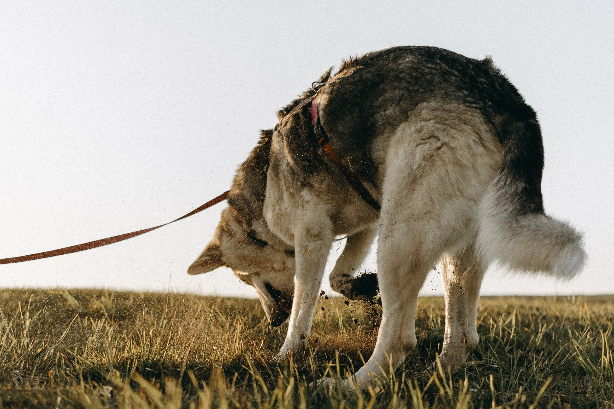 Саша и Зельда. Фотограф — Анималист | Санкт-Петербург