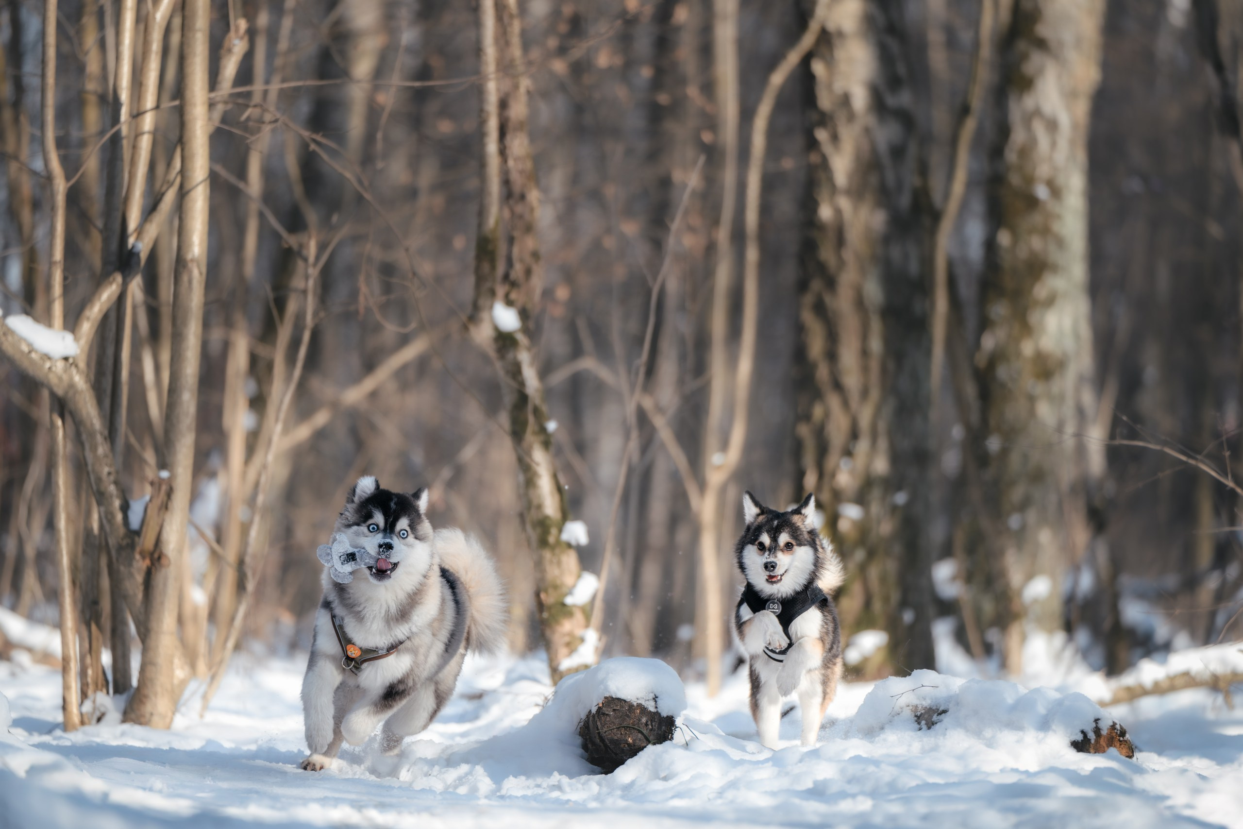 Виктория и 4 помски. Фотограф Анималист в Москве Анастасия Жучкова