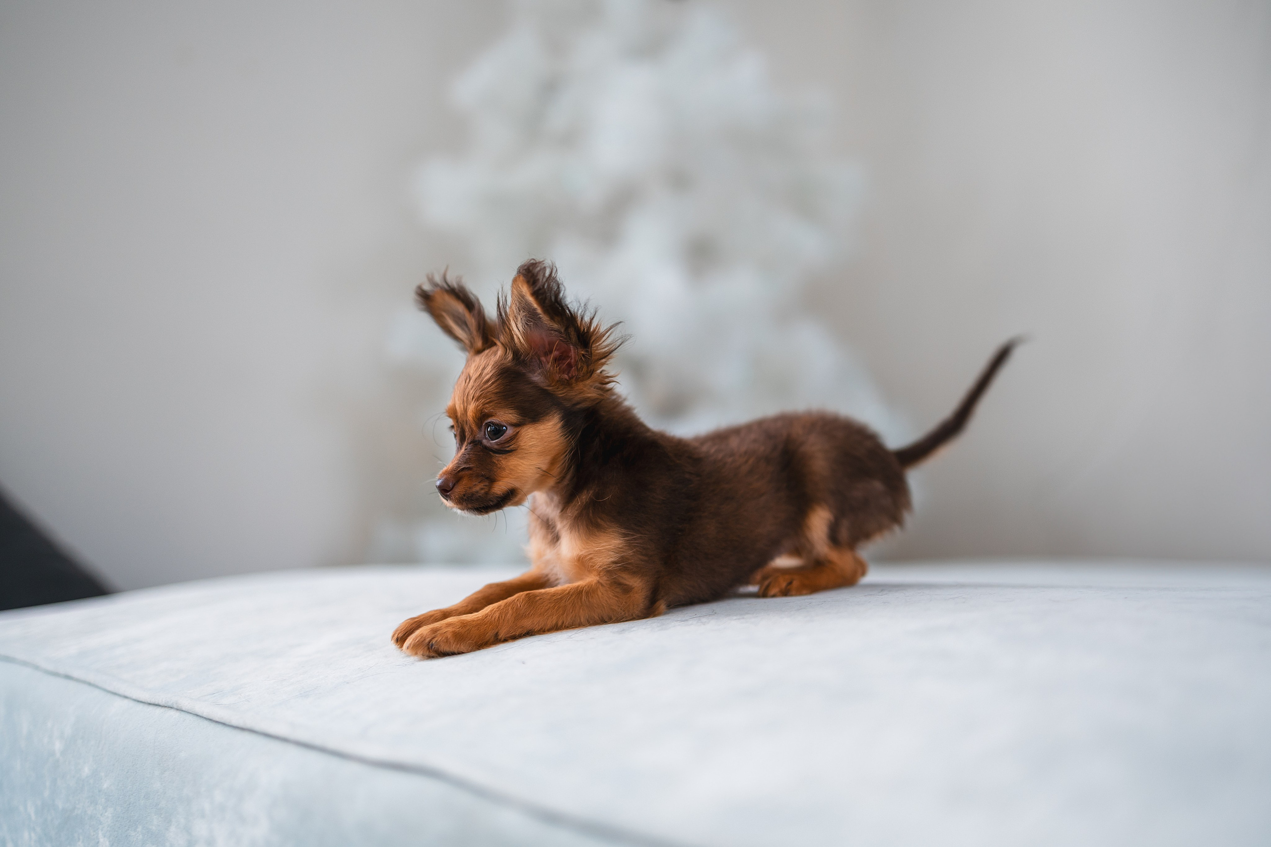 Малыши Той Терьер. Фотограф Анималист в Москве Анастасия Жучкова