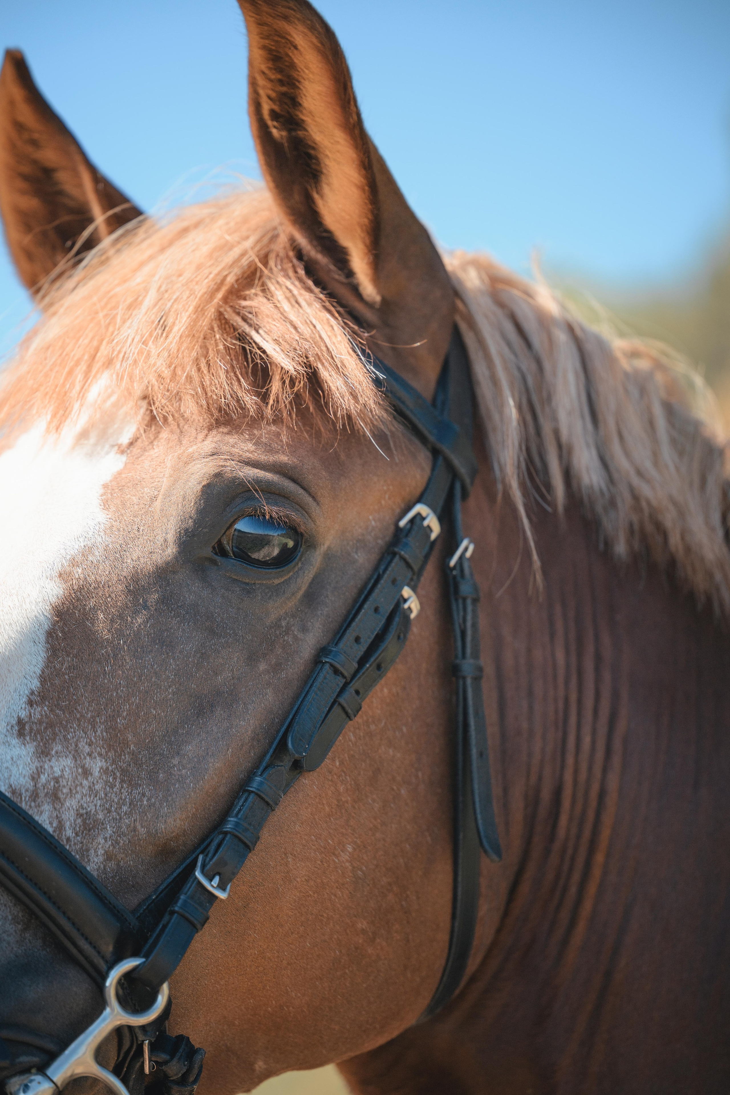 Виктория и Лео. Фотограф Анималист в Москве Анастасия Жучкова