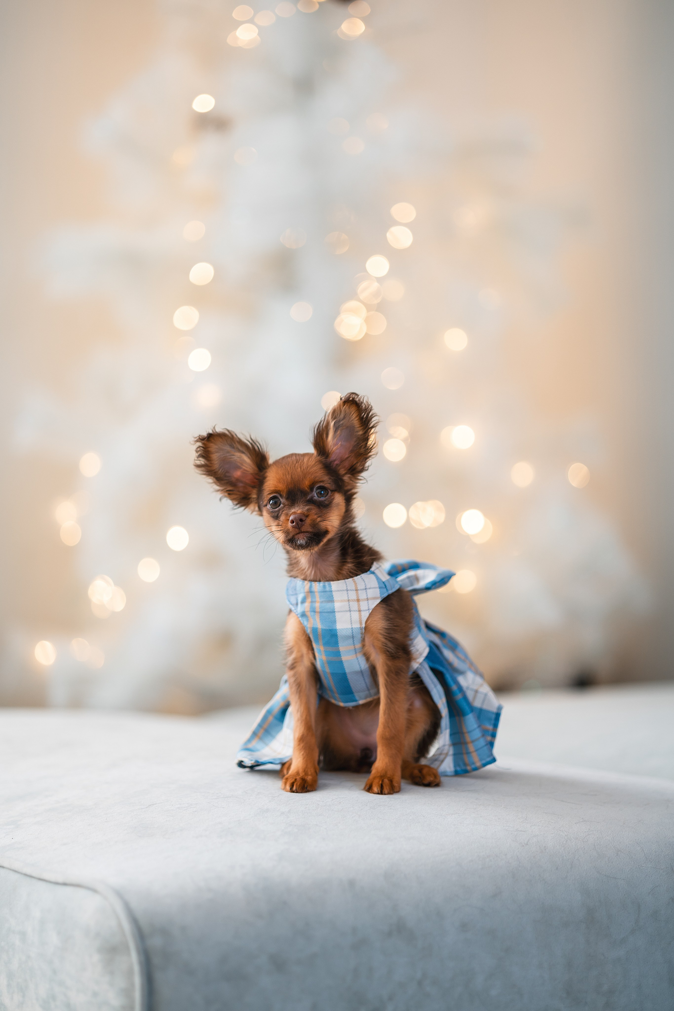 Малыши Той Терьер. Фотограф Анималист в Москве Анастасия Жучкова