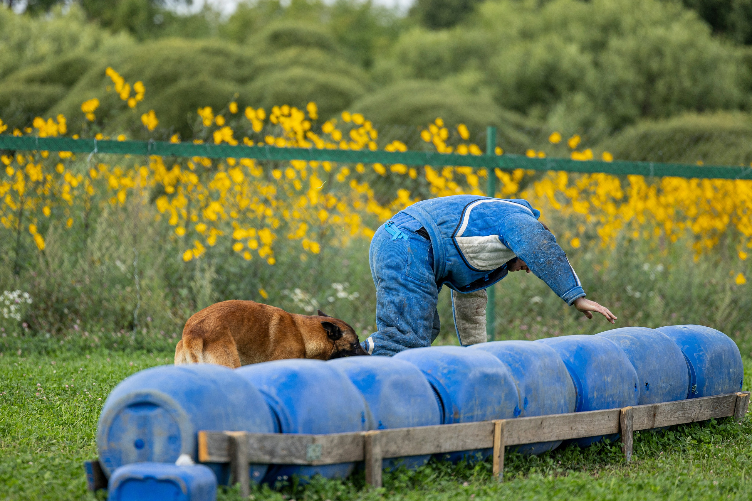 Соревнования по Мондьорингу г. Вологда 10-11.08.2024. Фотограф-анималист Анна Маринич