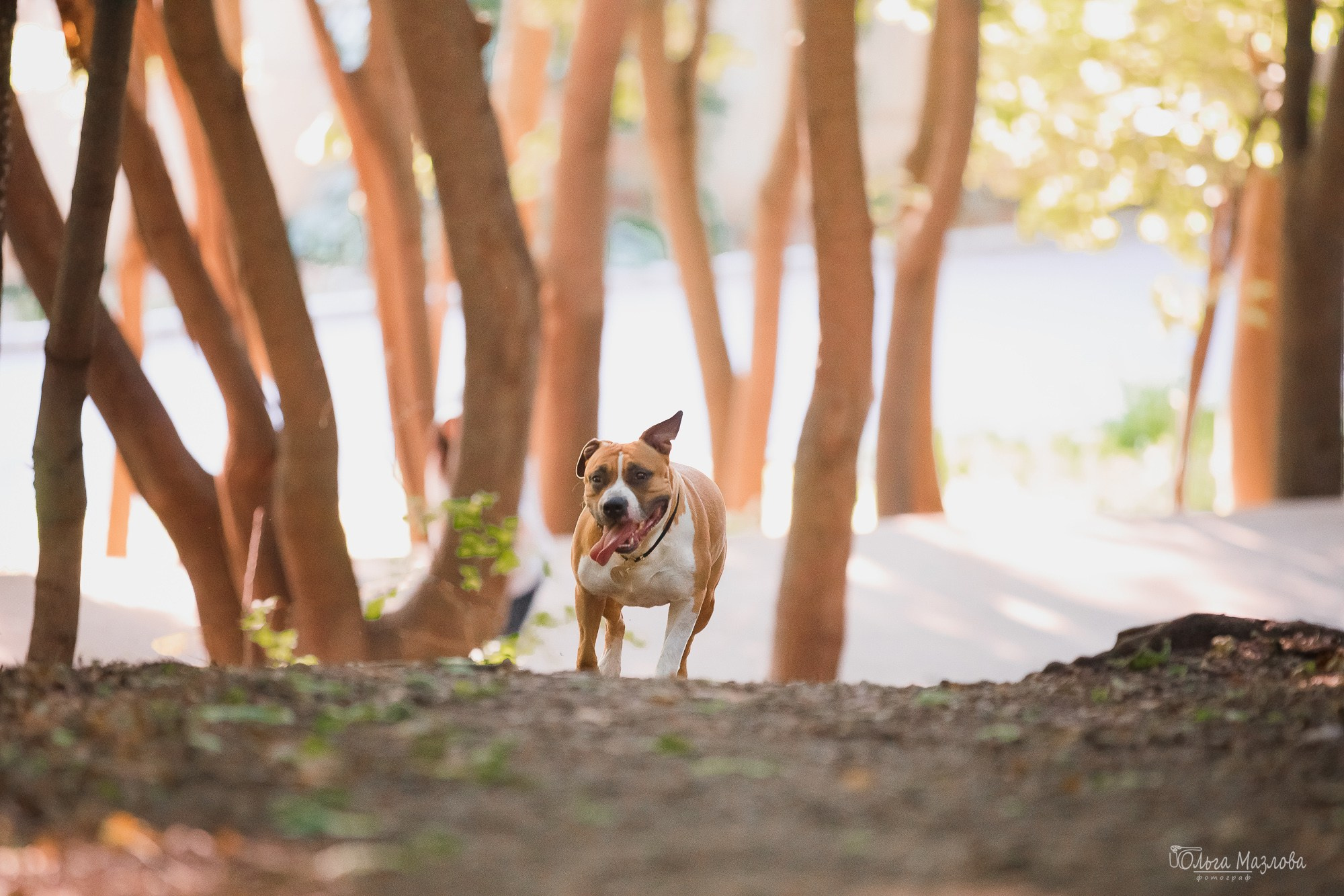 Шона и ее семья. Фотограф в Саратове Ольга Мазлова