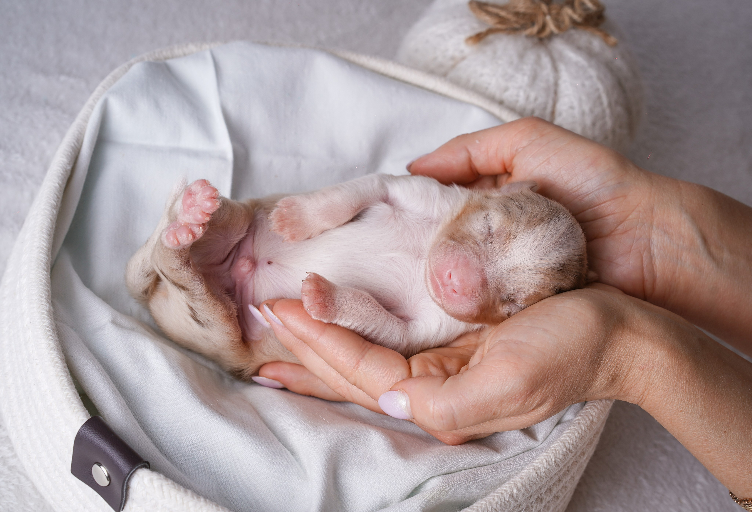 Щенули аусси. Фотограф-анималист в Санкт-Петербурге Яна Мартынова