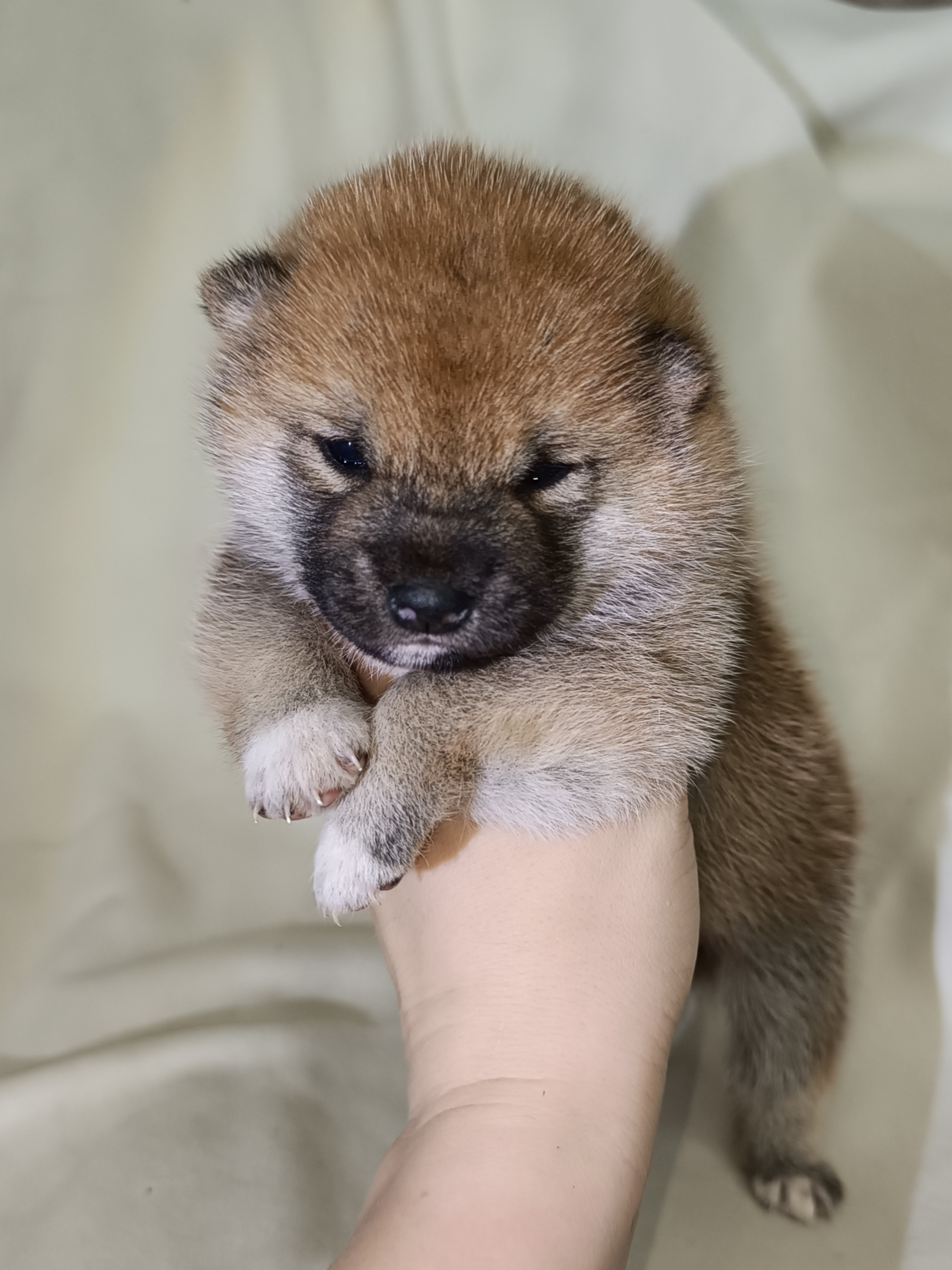 сиба питомник Рубилайт щенки на продажу rubylight  сиба щенки купить СПб Санкт-Петербург 