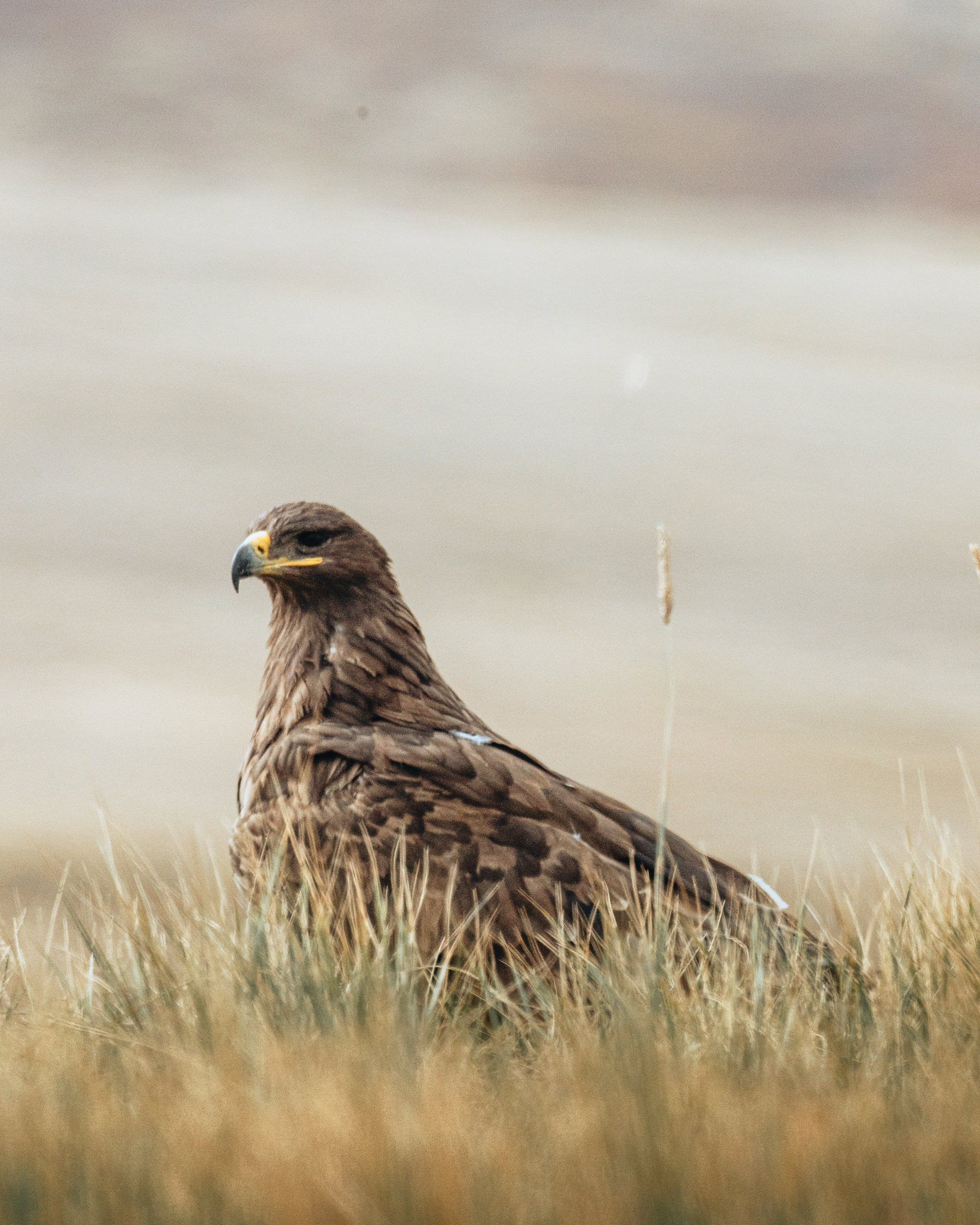 Дикая природа • Wildlife. Елена Ивановой • Профессиональный фотограф