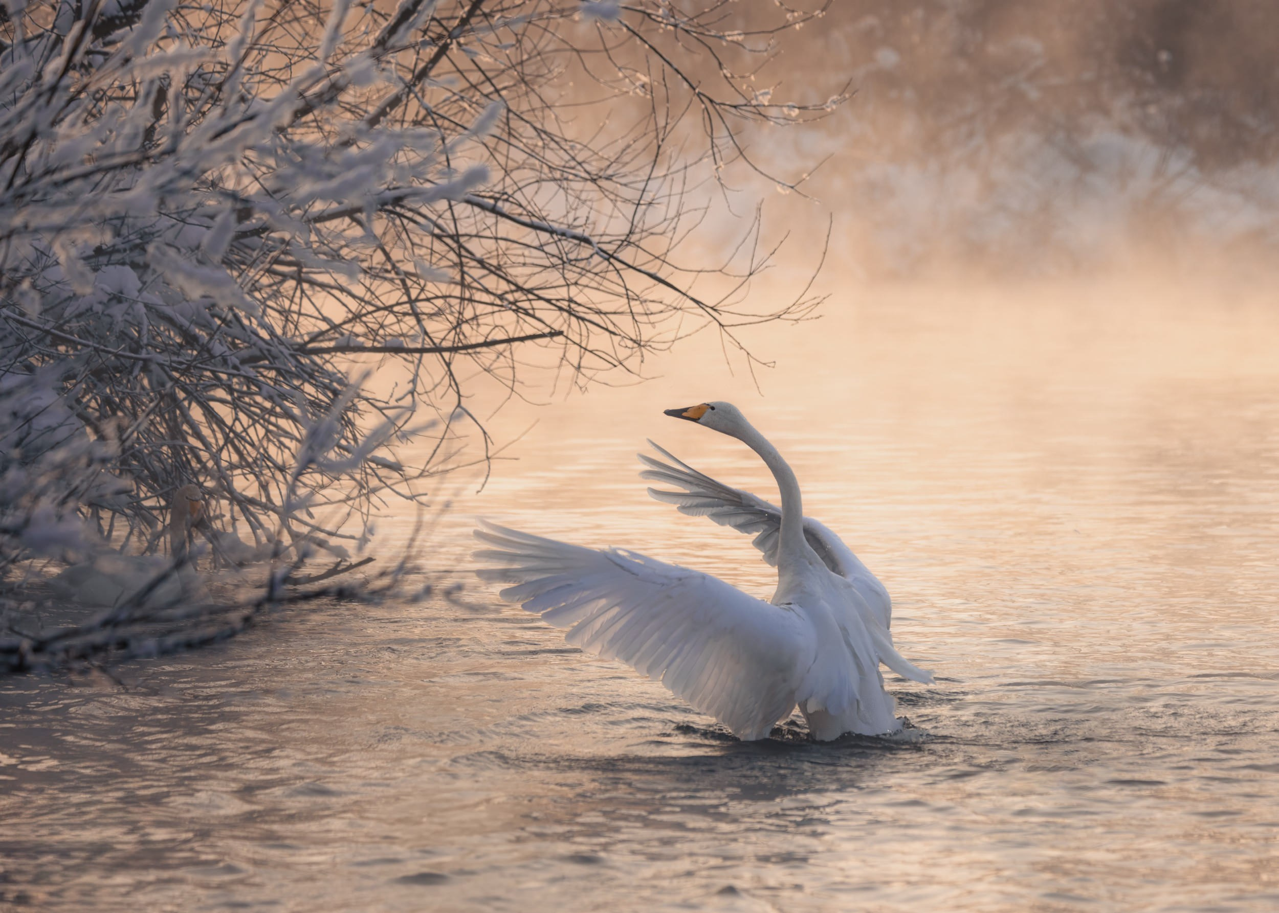 Дикая природа • Wildlife. Елена Ивановой • Профессиональный фотограф
