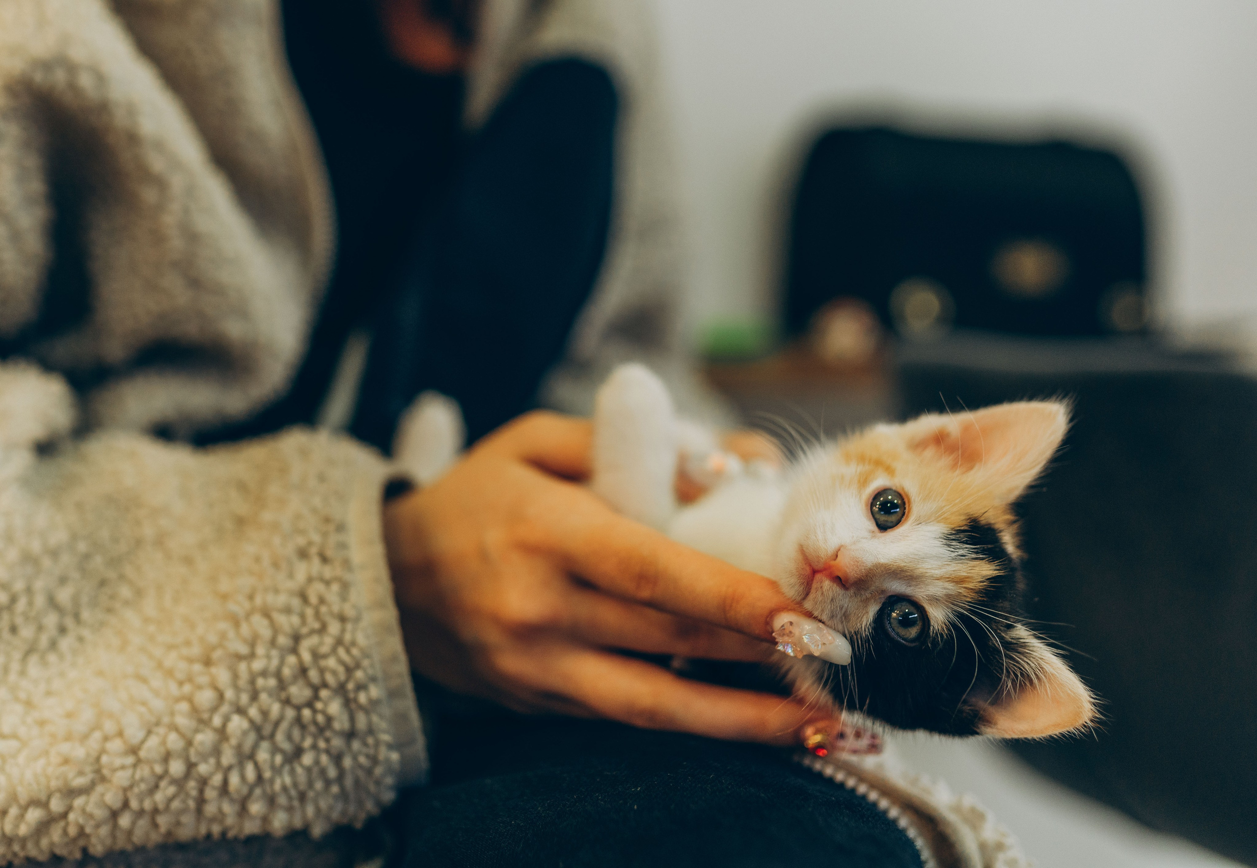 Соник. Фотограф анималист в Спб недорого Олеся Майорова