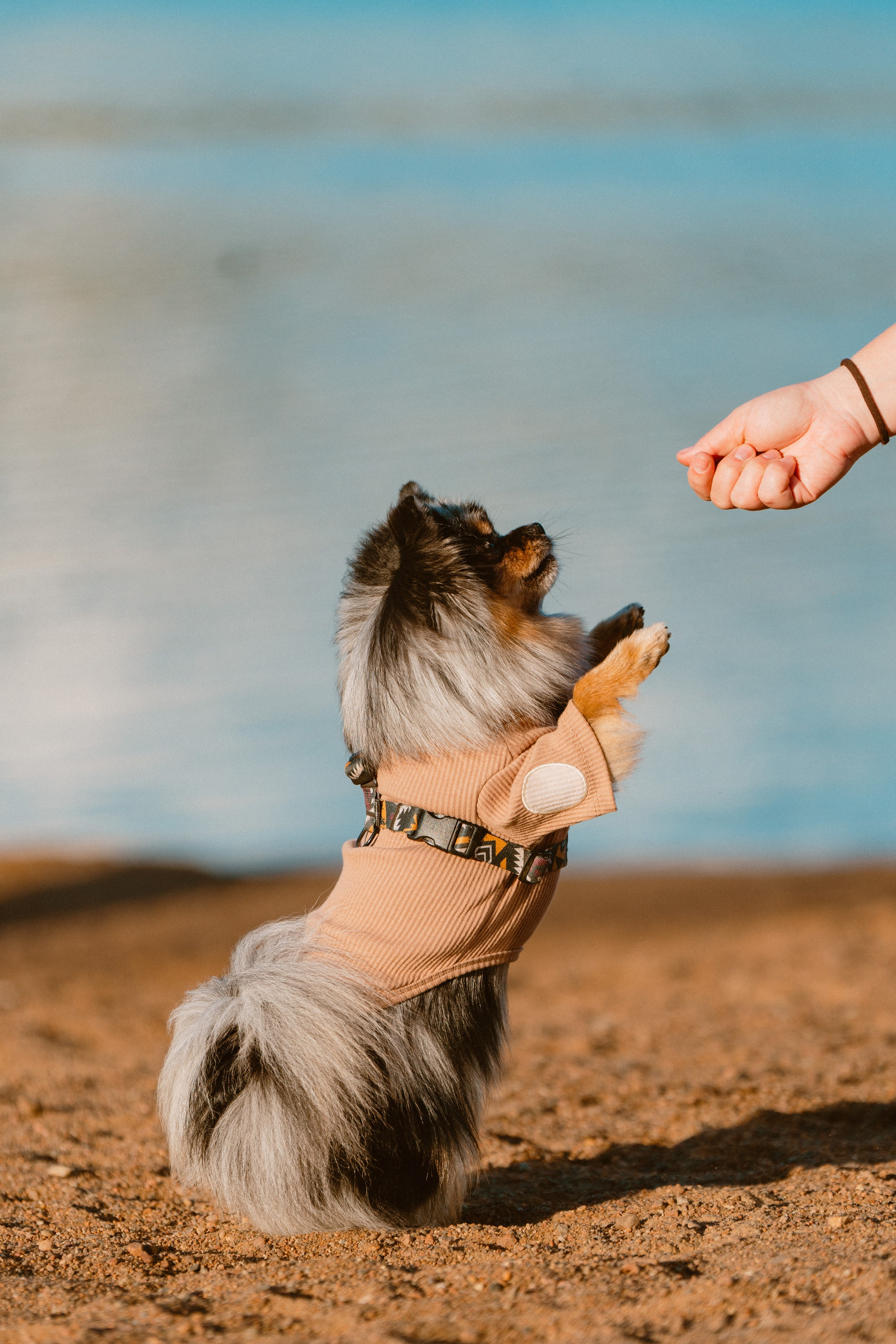 Семейная фотосессия с двумя собаками на закате. Фотограф анималист в Спб недорого Олеся Майорова