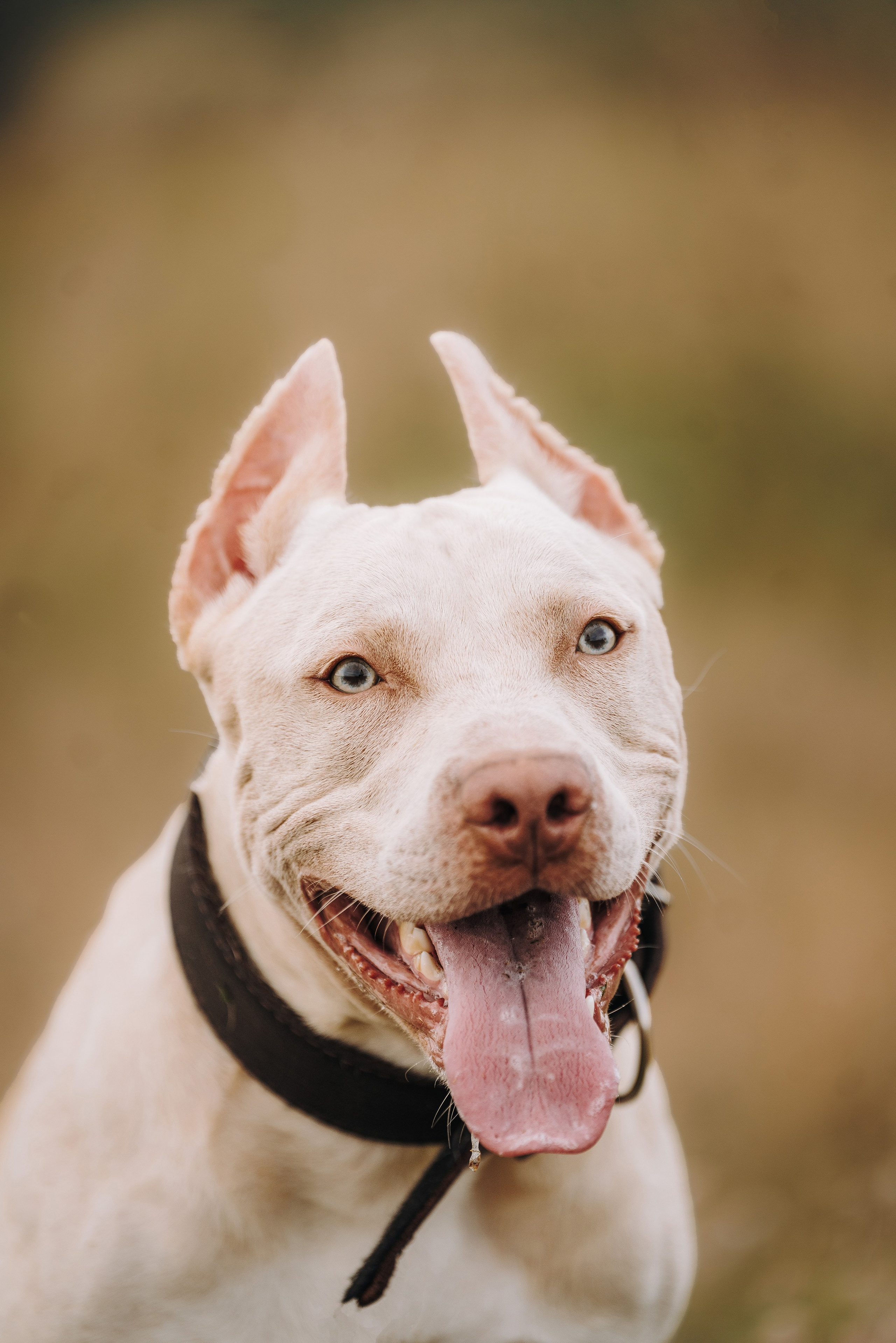 Оля и Гламур. Фотограф анималист в Спб недорого Олеся Майорова