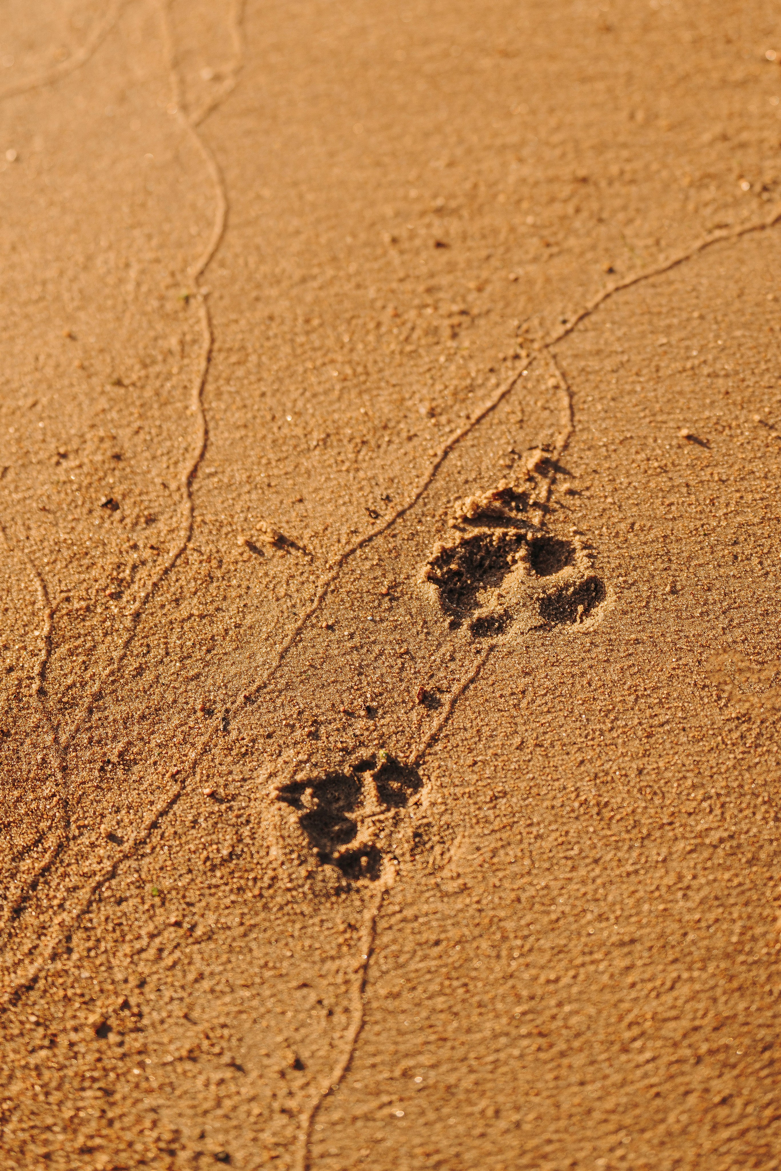 Екатерина и Дива. Фотограф анималист в Спб недорого Олеся Майорова