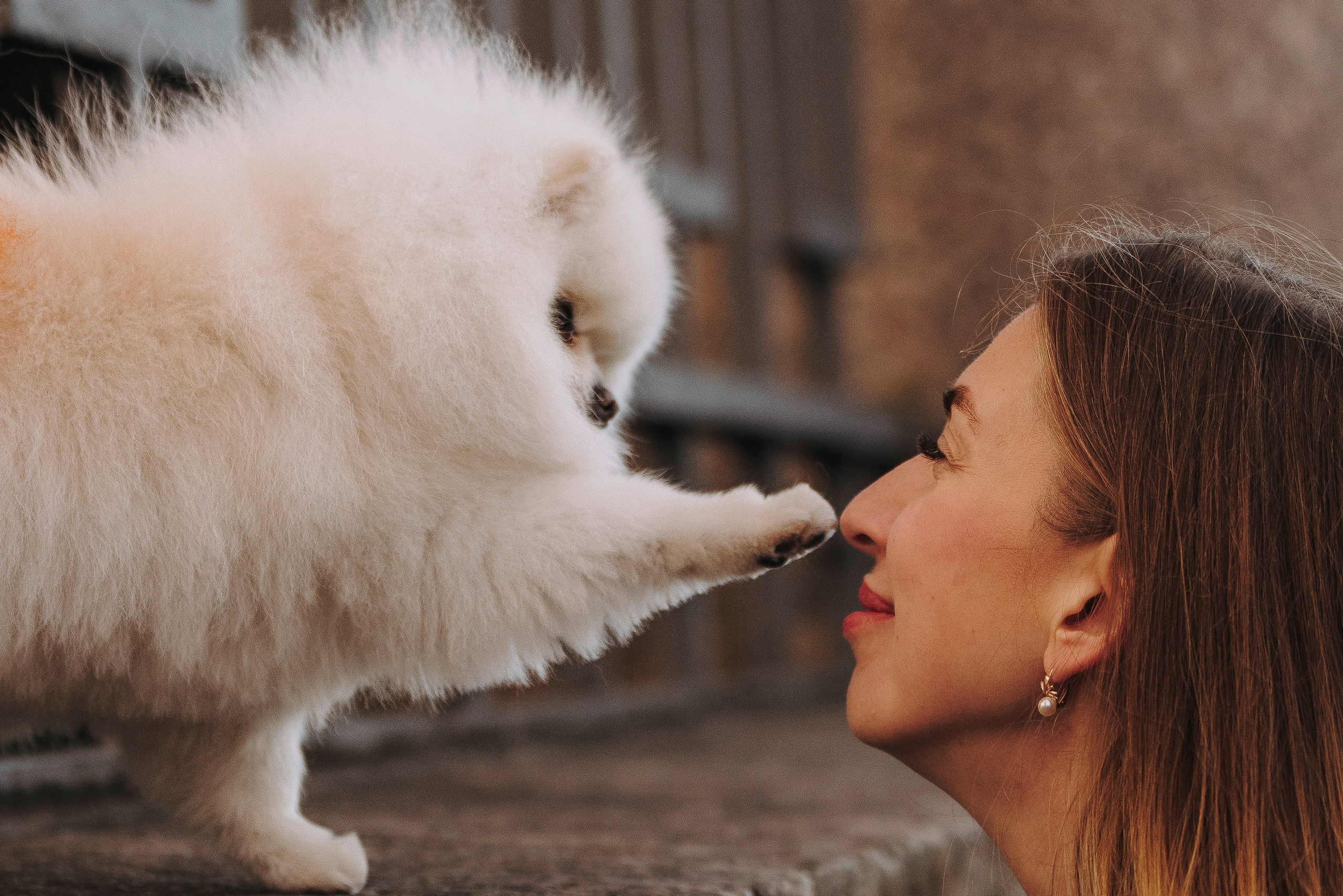Фотосессия с померанским шпицем. Фотограф анималист в Спб недорого Олеся Майорова