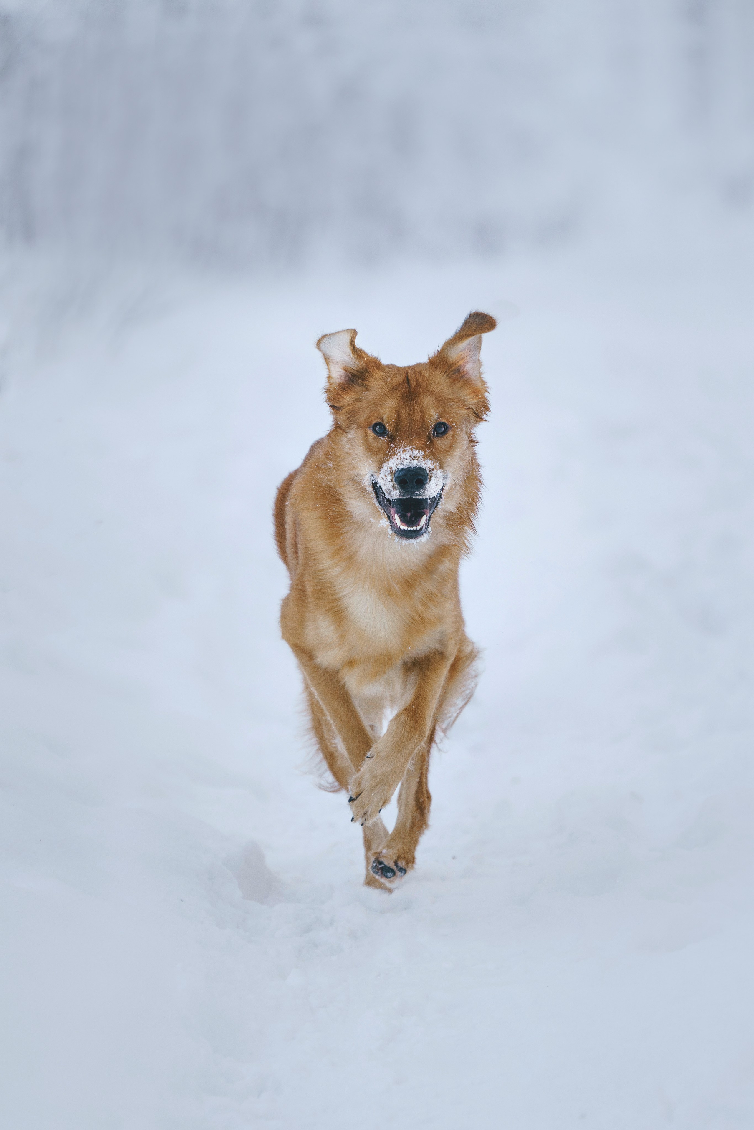 Рэй, Кузя, Ольга и Александр. Фотограф анималист в Спб недорого Олеся Майорова