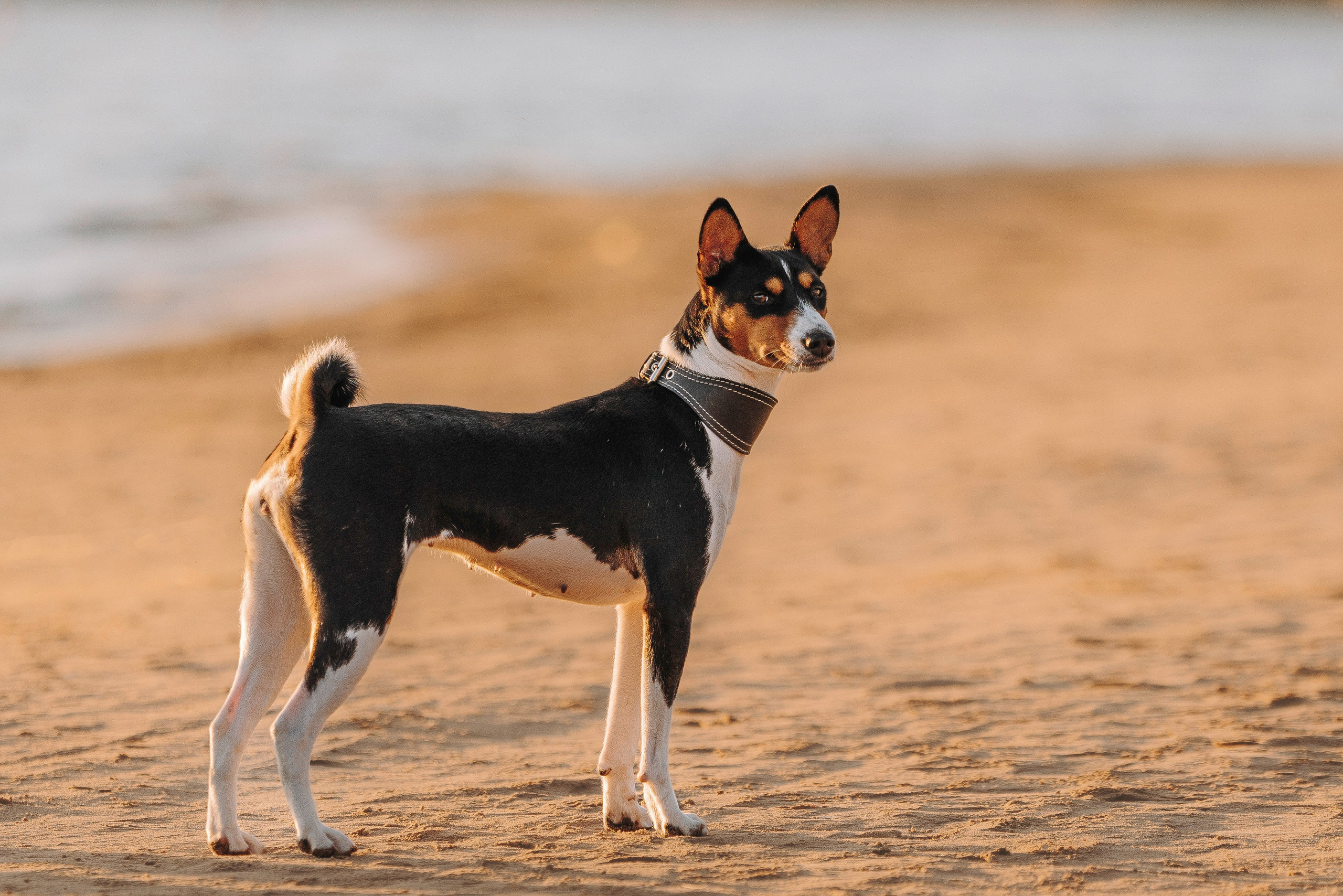 Екатерина и Дива. Фотограф анималист в Спб недорого Олеся Майорова