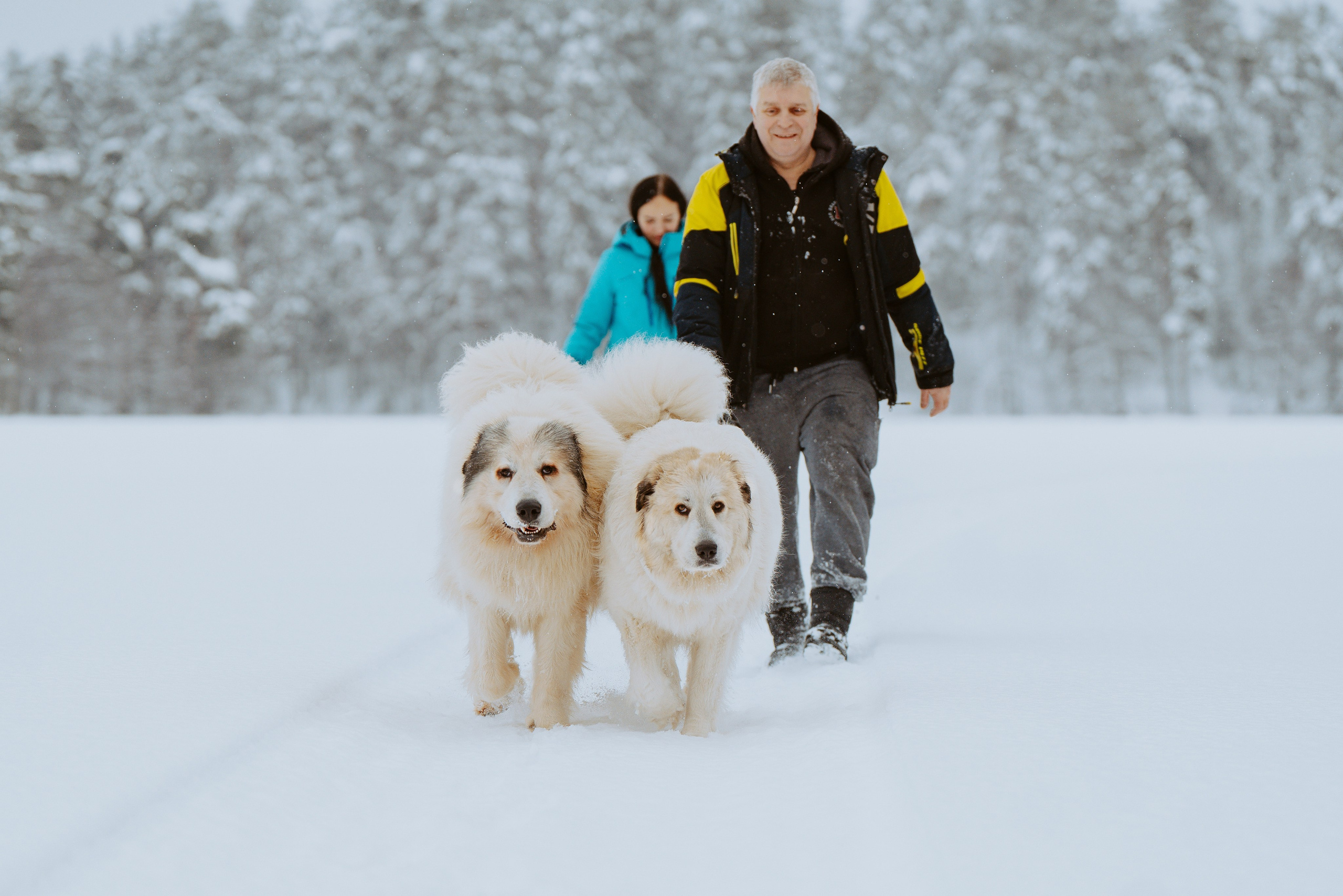 Фотограф питомцев в Санкт-Петербурге. Фотограф анималист в Спб недорого Олеся Майорова