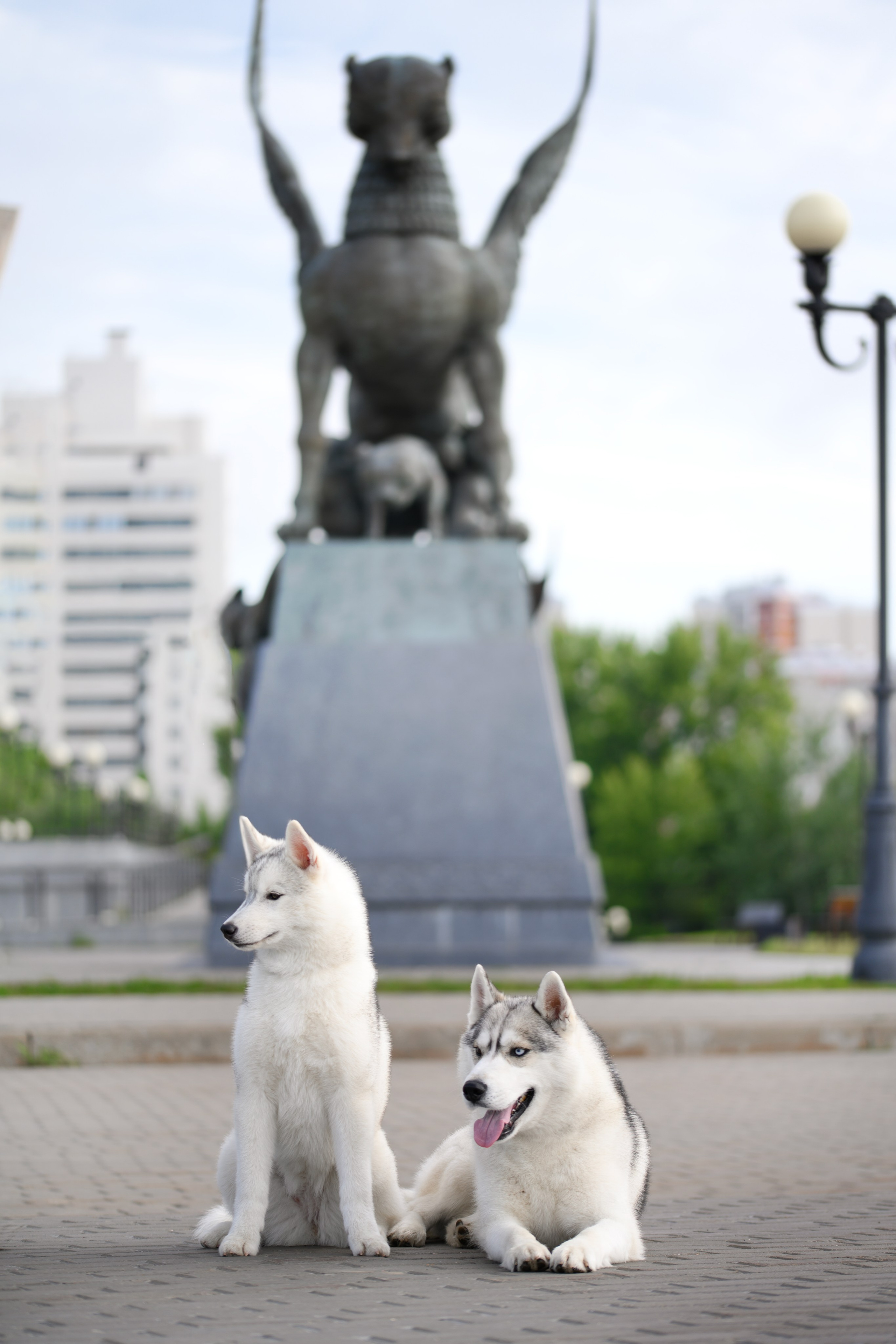Собаки. FASHION ФОТОГРАФ КАЗАНЬ